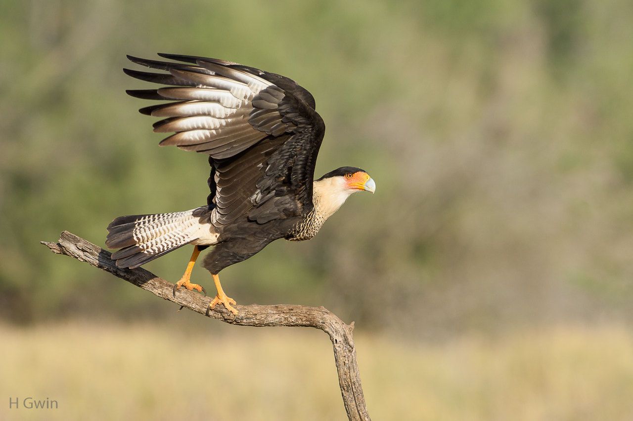 Nikon AF-S Nikkor 300mm F2.8G ED VR II sample photo. Crested caracara photography