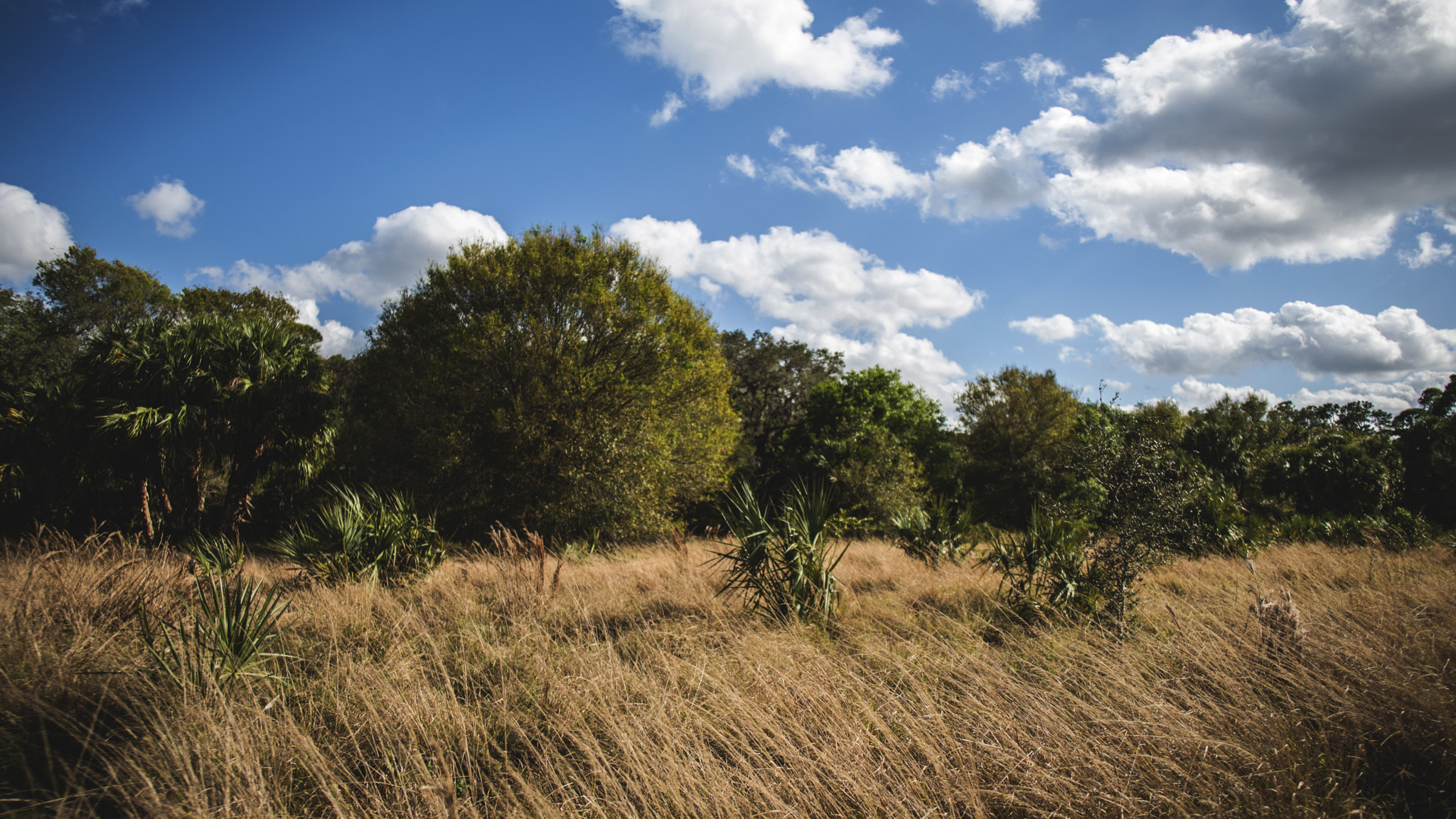 Nikon D800 + Nikon AF-S Nikkor 20mm F1.8G ED sample photo. Fields photography