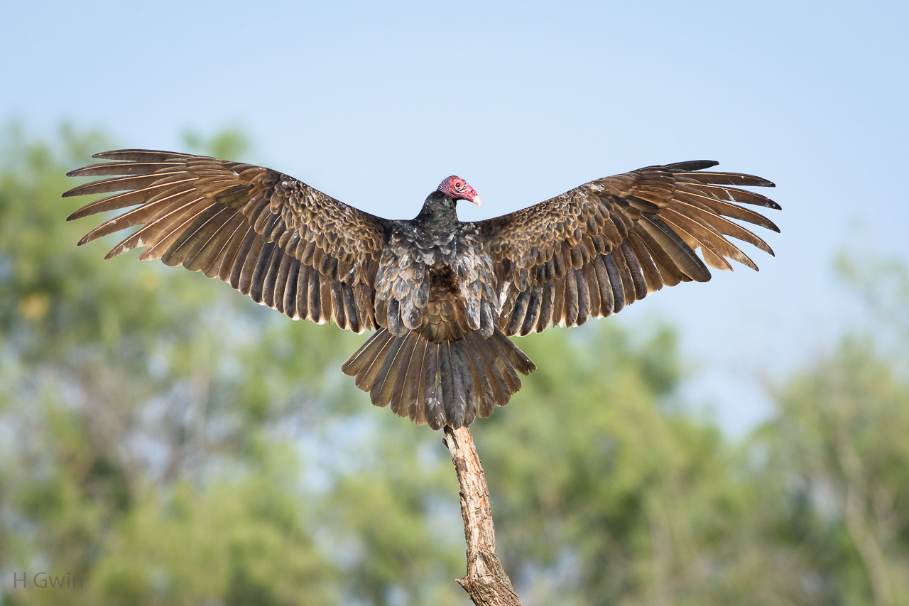Nikon AF-S Nikkor 300mm F2.8G ED VR II sample photo. Turkey vulture photography