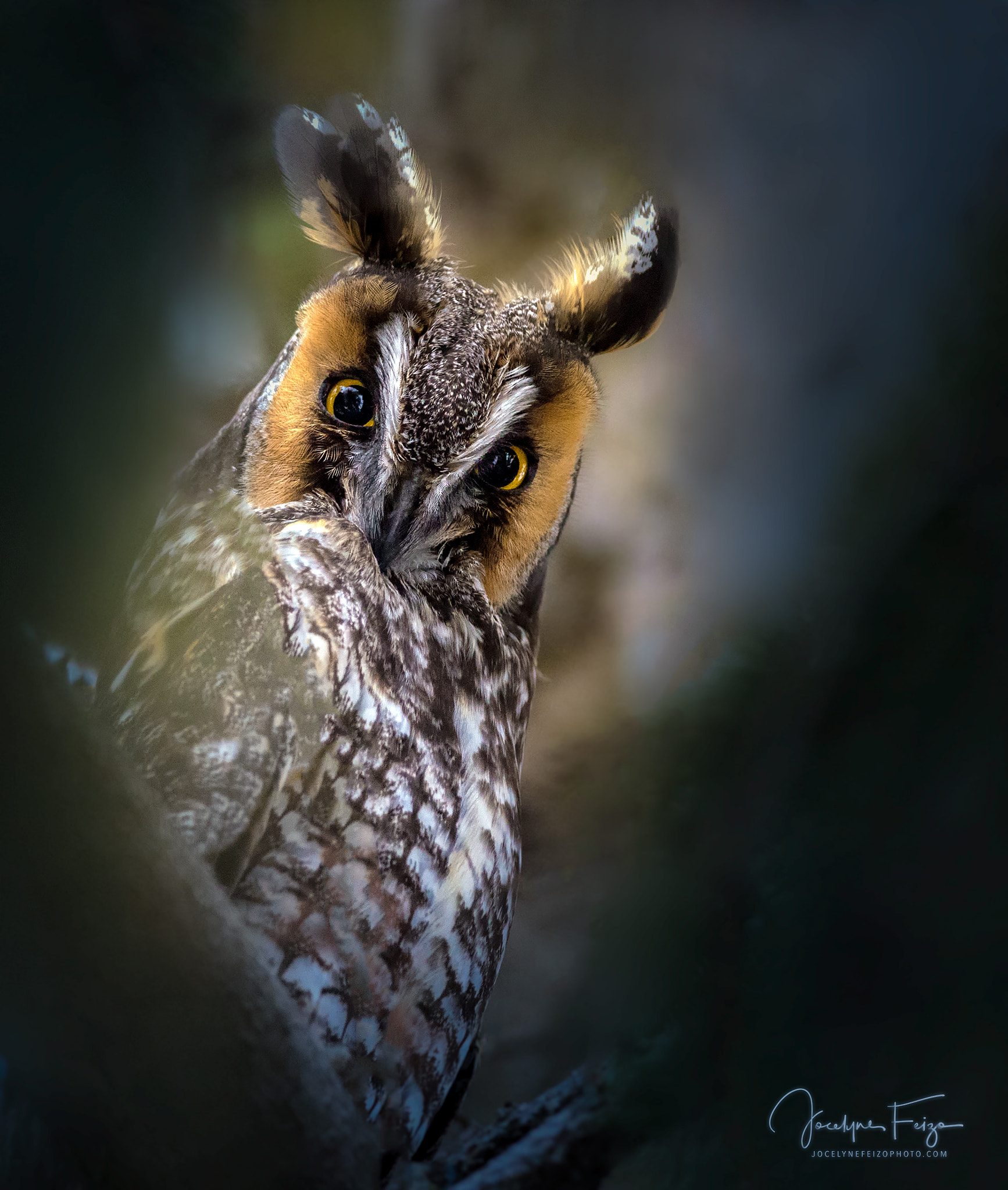 Nikon D750 + Nikon AF-S Nikkor 300mm F4D ED-IF sample photo. Long-eared owl photography