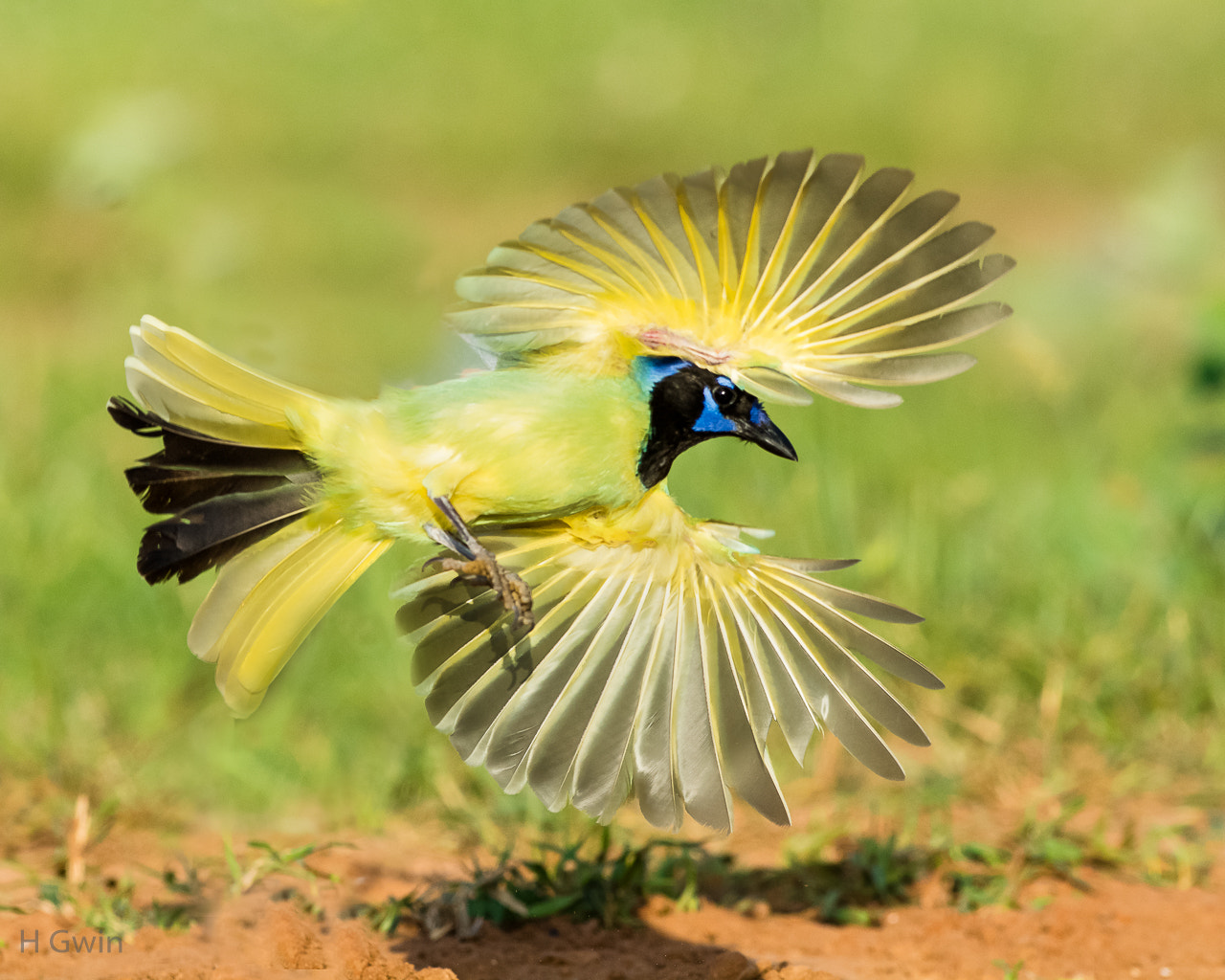 Nikon AF-S Nikkor 300mm F2.8G ED VR II sample photo. Green jay photography