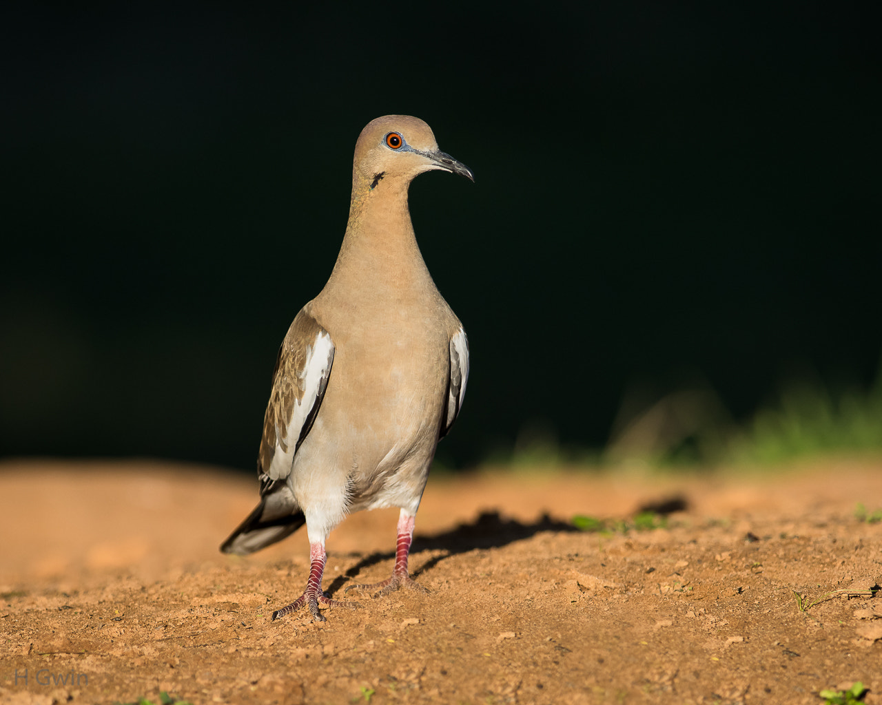 Nikon AF-S Nikkor 300mm F2.8G ED VR II sample photo. White-winged dove photography