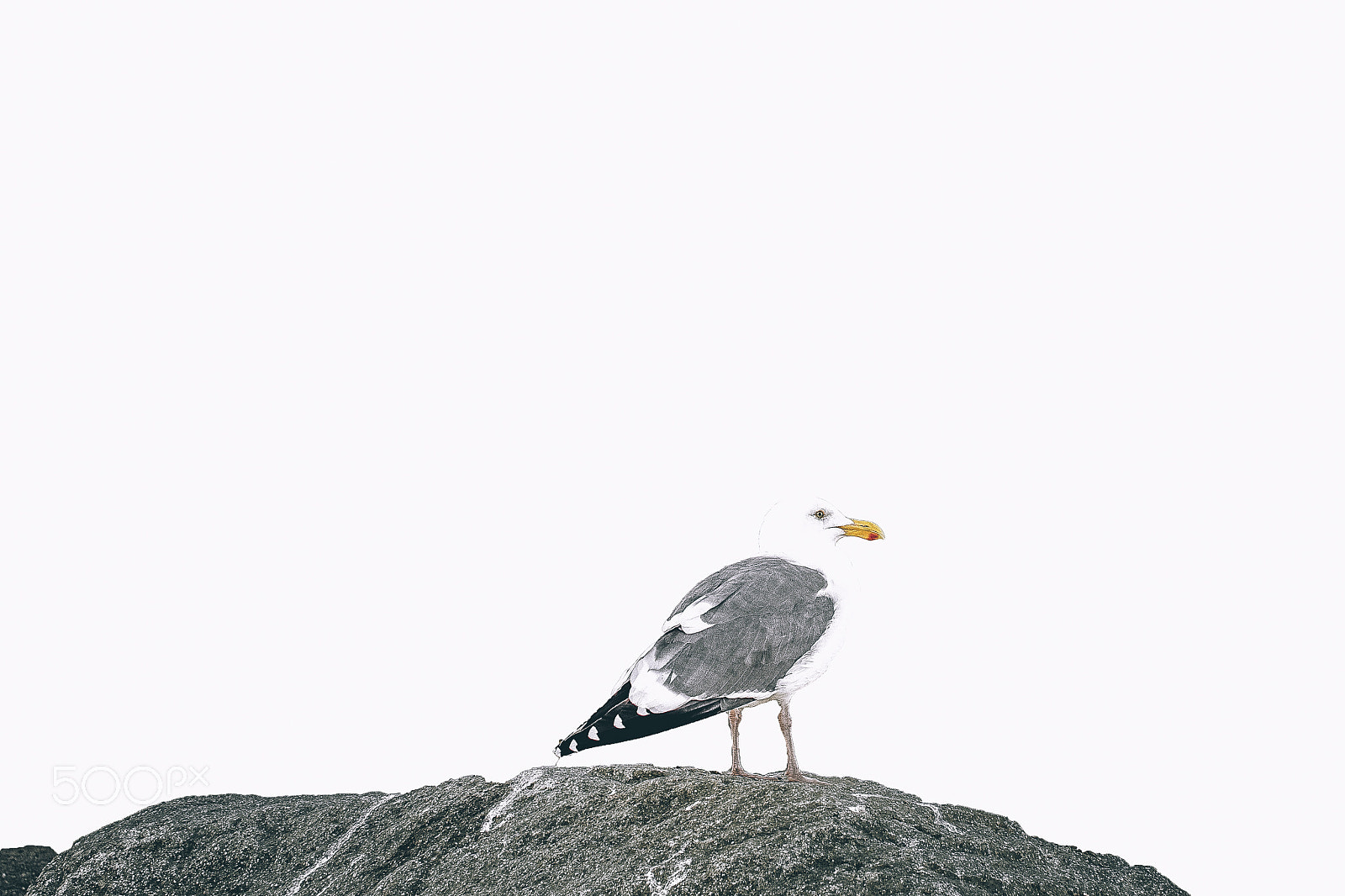 Sigma 30mm F1.4 EX DC HSM sample photo. California seagull photography