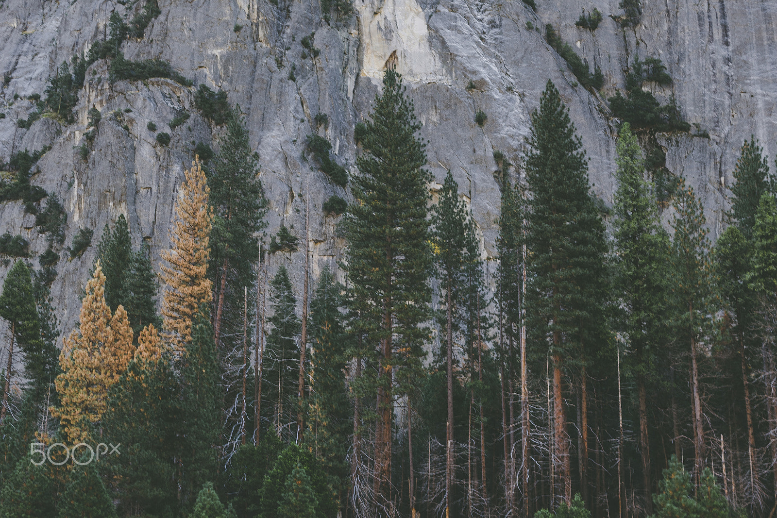 Sigma 30mm F1.4 EX DC HSM sample photo. Yosemite treeline photography