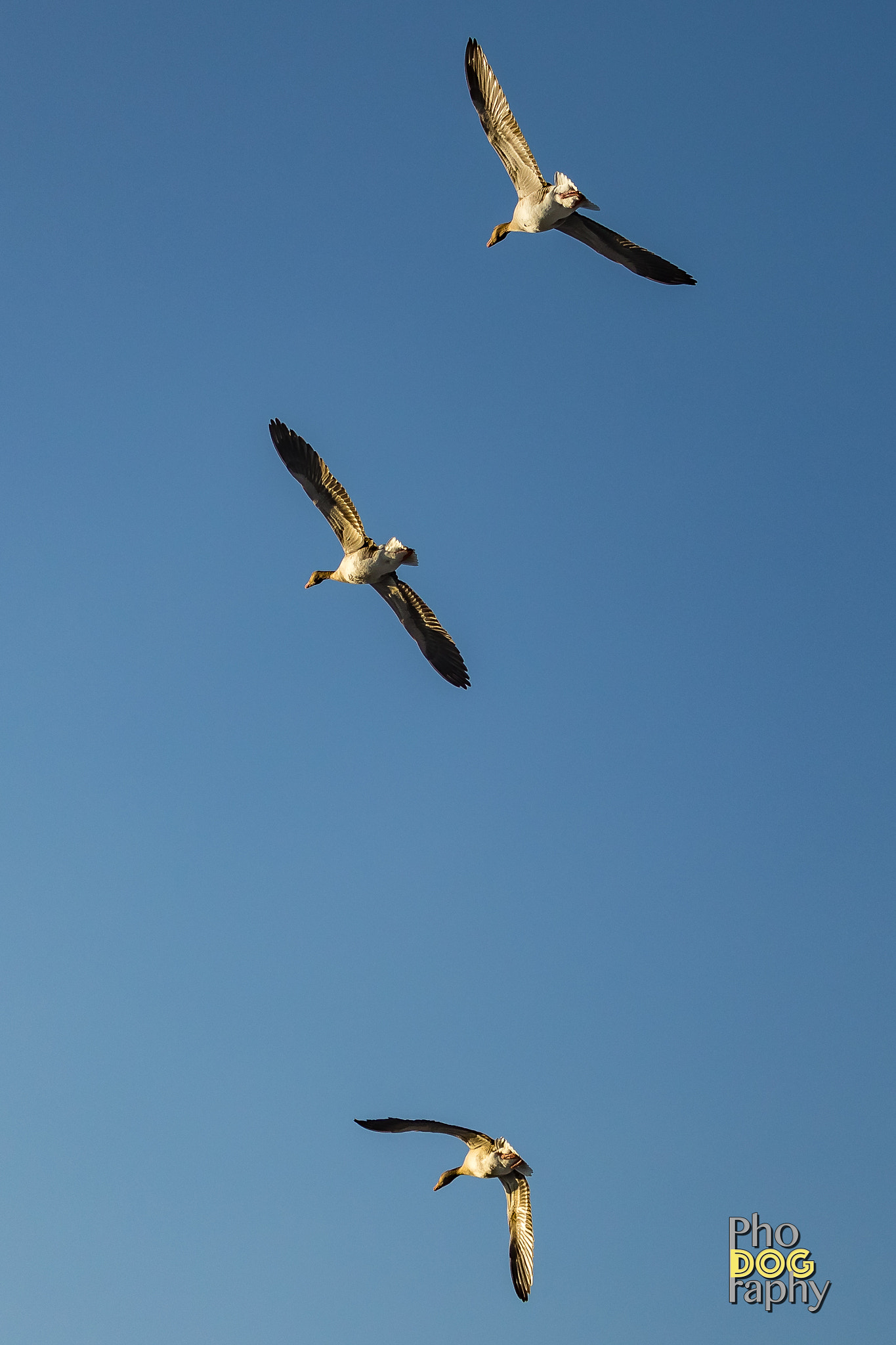 Canon EOS M5 sample photo. 3 ducks photography