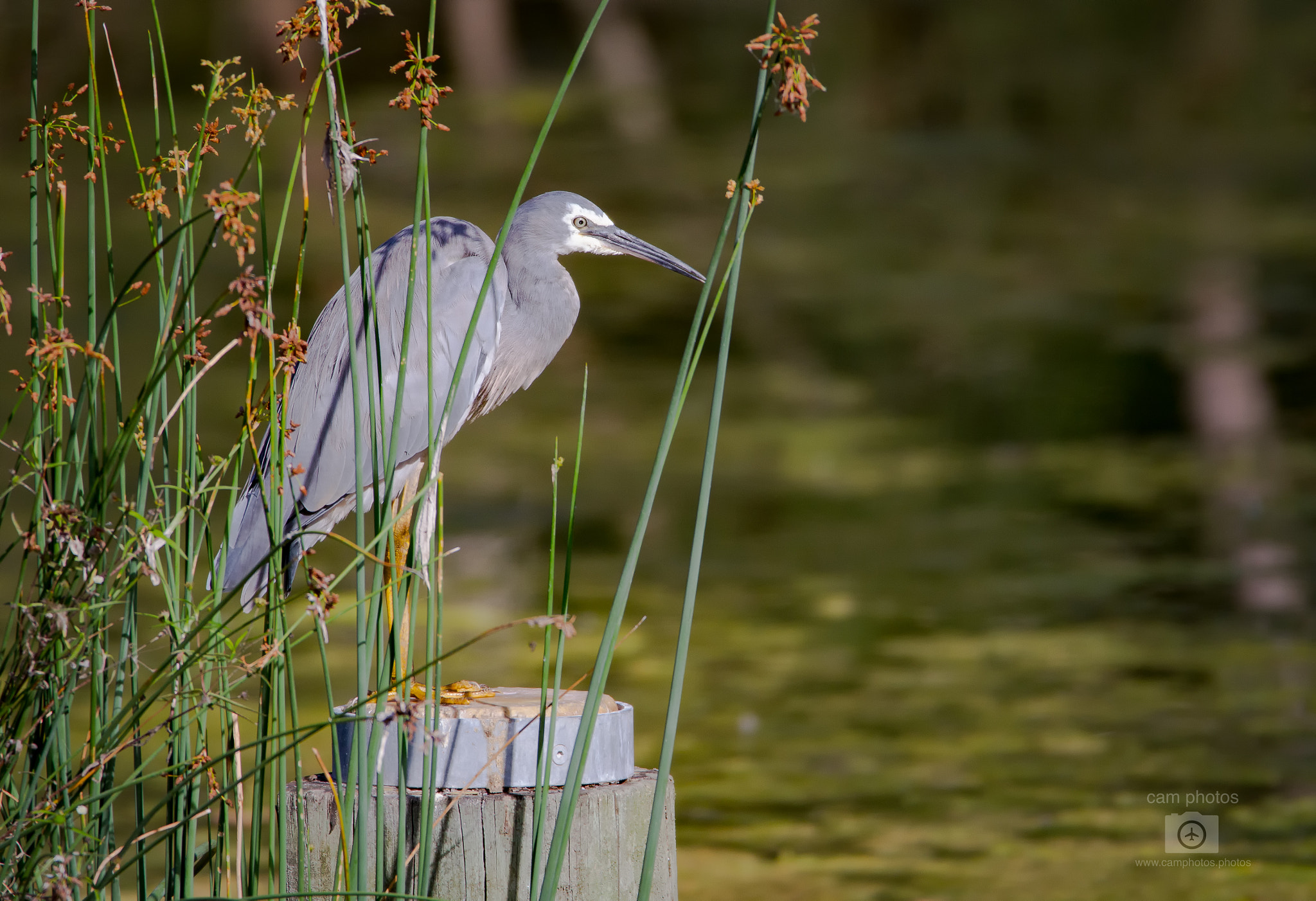 150-600mm F5-6.3 DG OS HSM | Contemporary 015 sample photo. White-faced heron photography