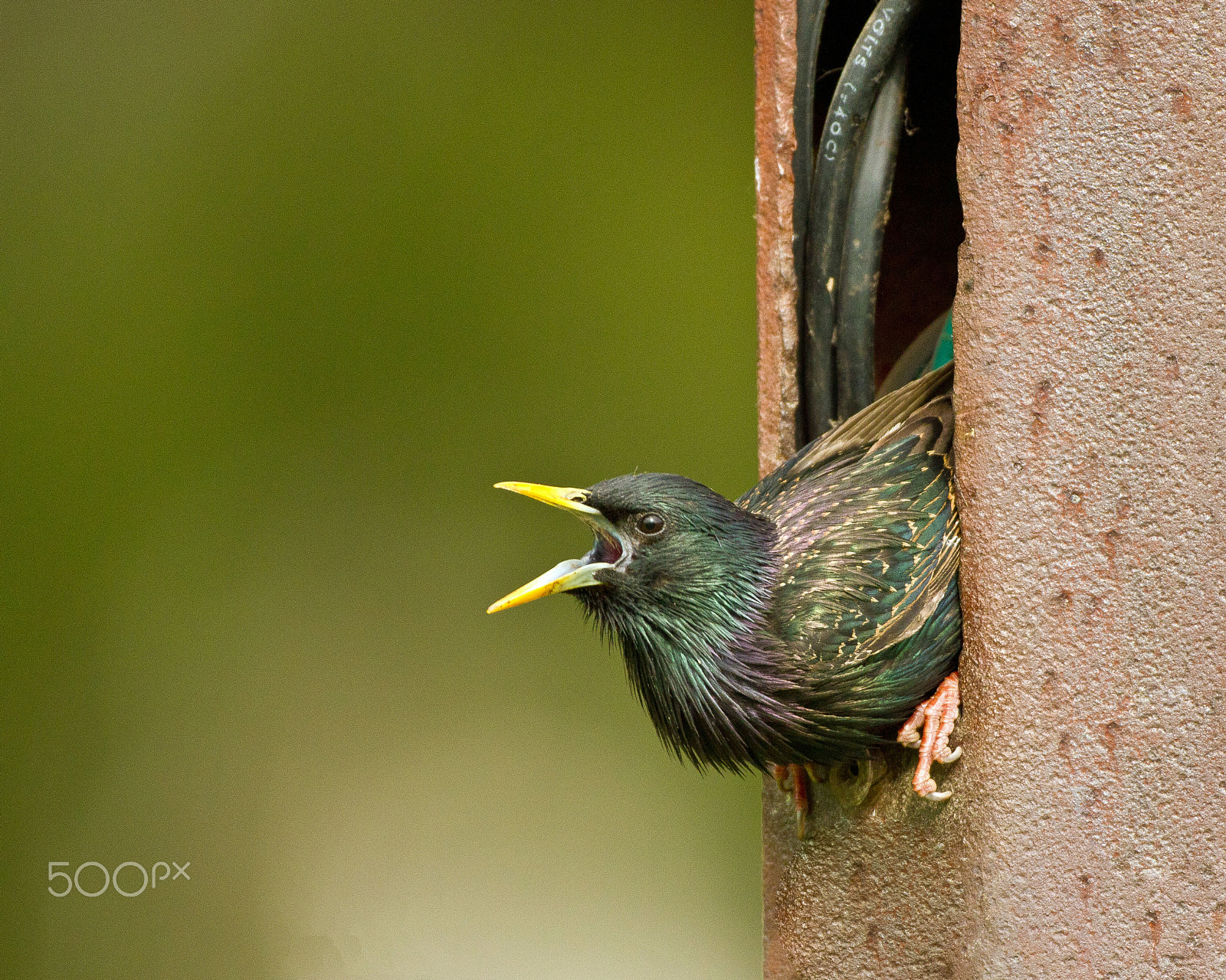 Canon EOS 7D + Canon EF 300mm F4L IS USM sample photo. European starling photography