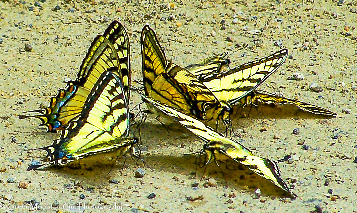 Kodak Z740 ZOOM DIGITAL CAMERA sample photo. Butterflies in a huddle photography
