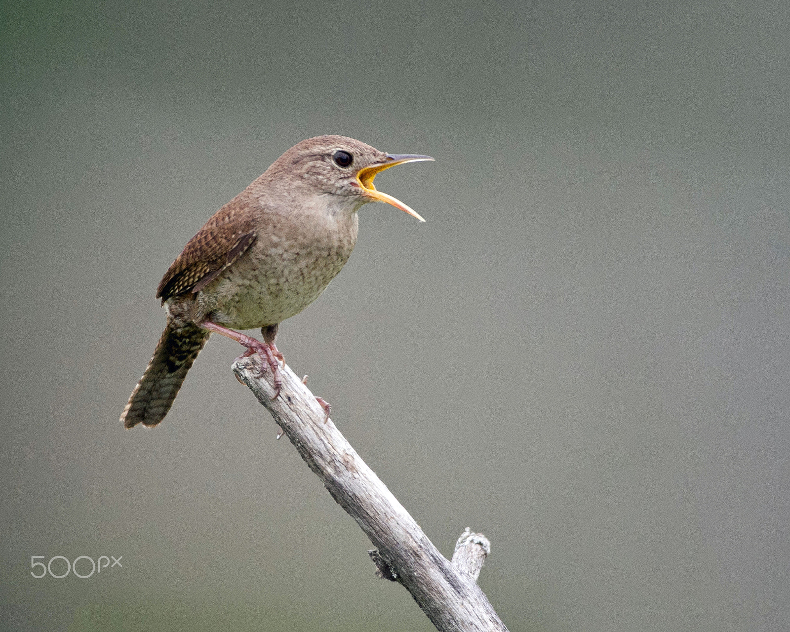 Canon EOS 7D + Canon EF 300mm F4L IS USM sample photo. House wren photography