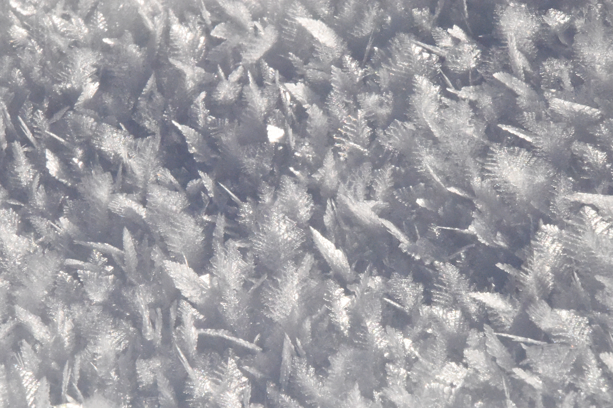 Nikon D810 sample photo. "cold wind" photography