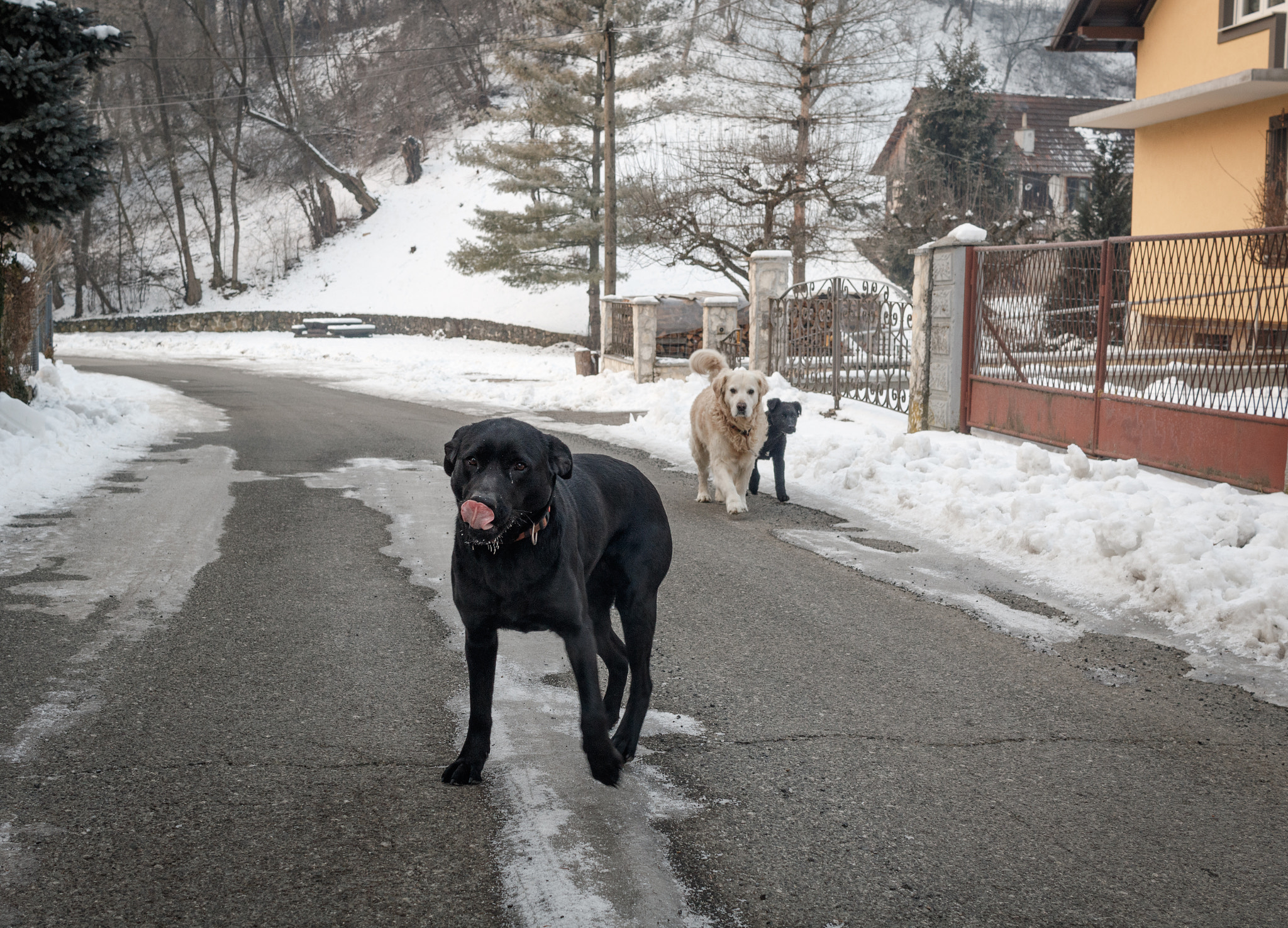 Canon EF-S 24mm F2.8 STM sample photo. Silly dog photography