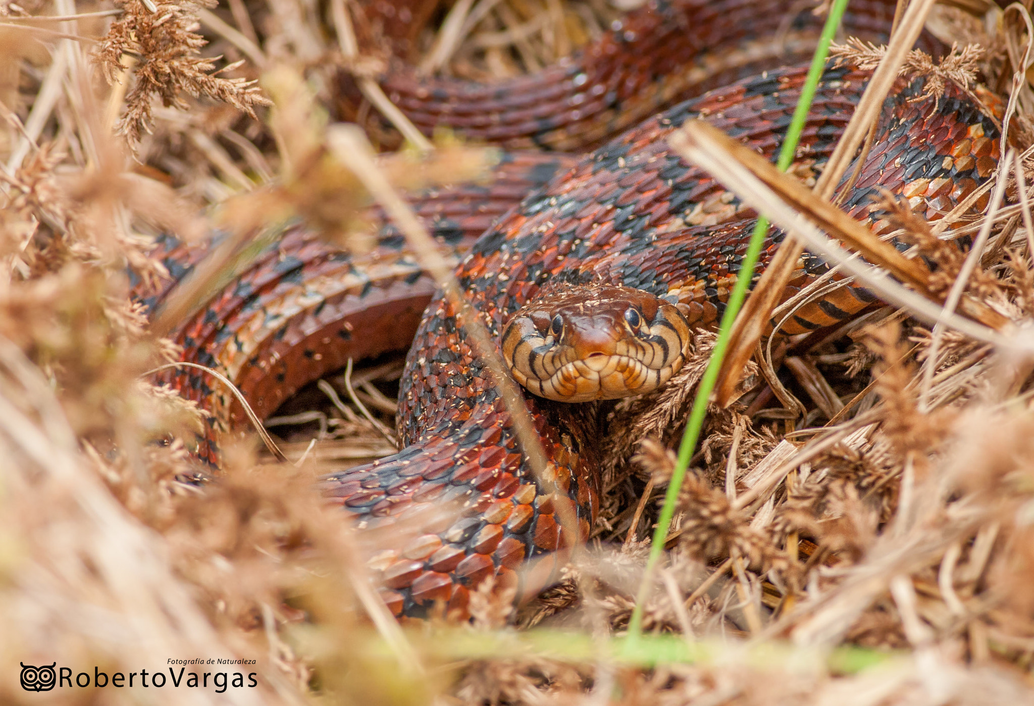 Canon EOS 40D + Canon EF 400mm F5.6L USM sample photo. Thamnophis marcianus / culebra de agua manchada / checkered garter snake photography