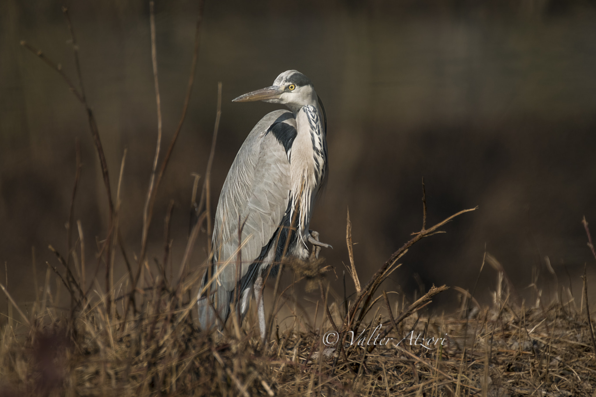 XF100-400mmF4.5-5.6 R LM OIS WR + 1.4x sample photo. Airone cenerino in posa photography