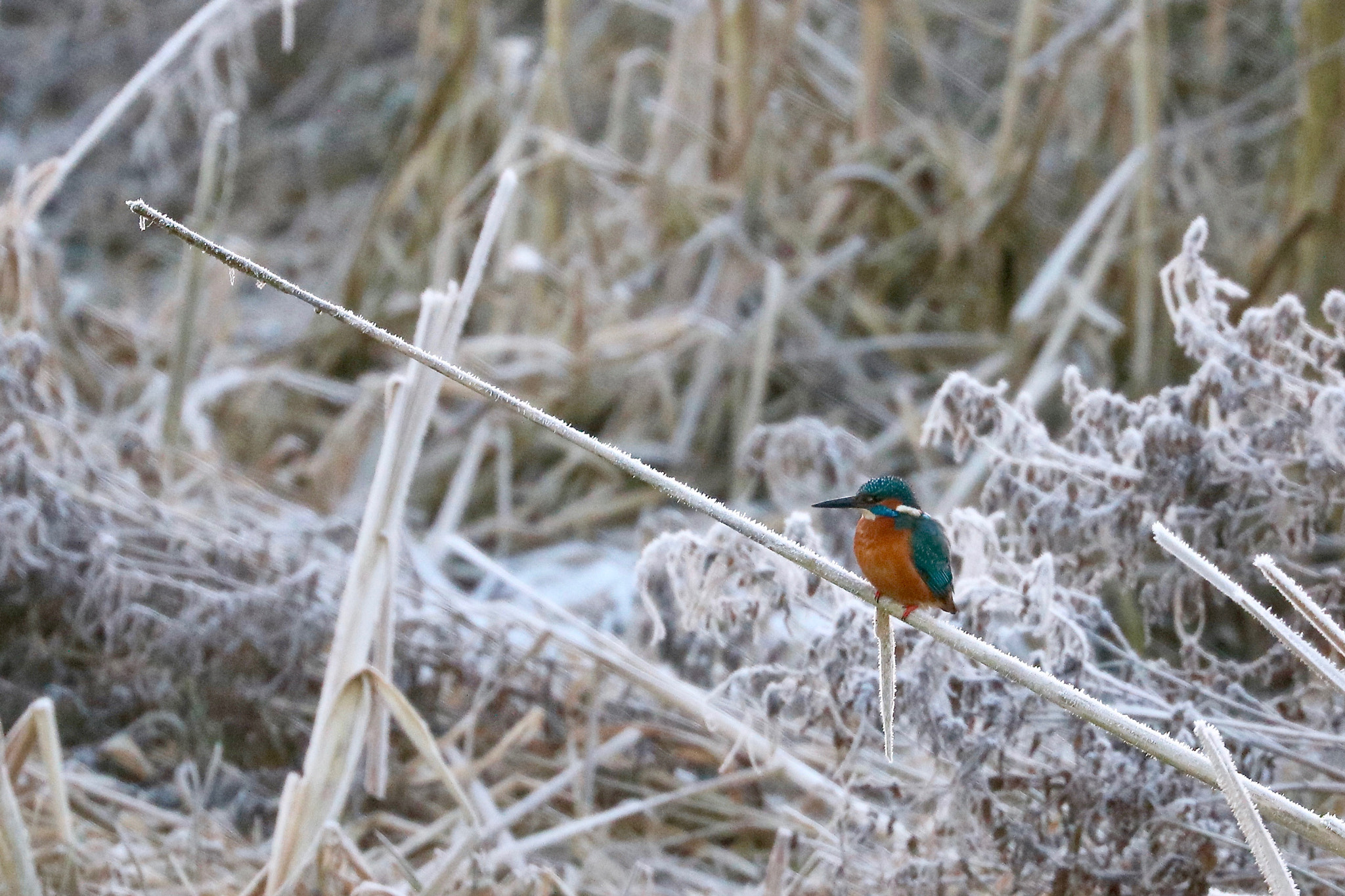 Canon EOS 760D (EOS Rebel T6s / EOS 8000D) sample photo. Frost and kingfisher photography