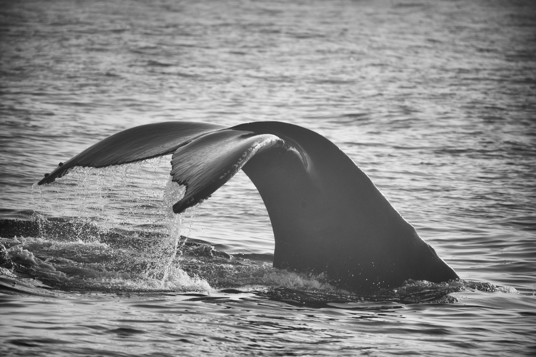 Sigma 150-600mm F5-6.3 DG OS HSM | C sample photo. Law photography