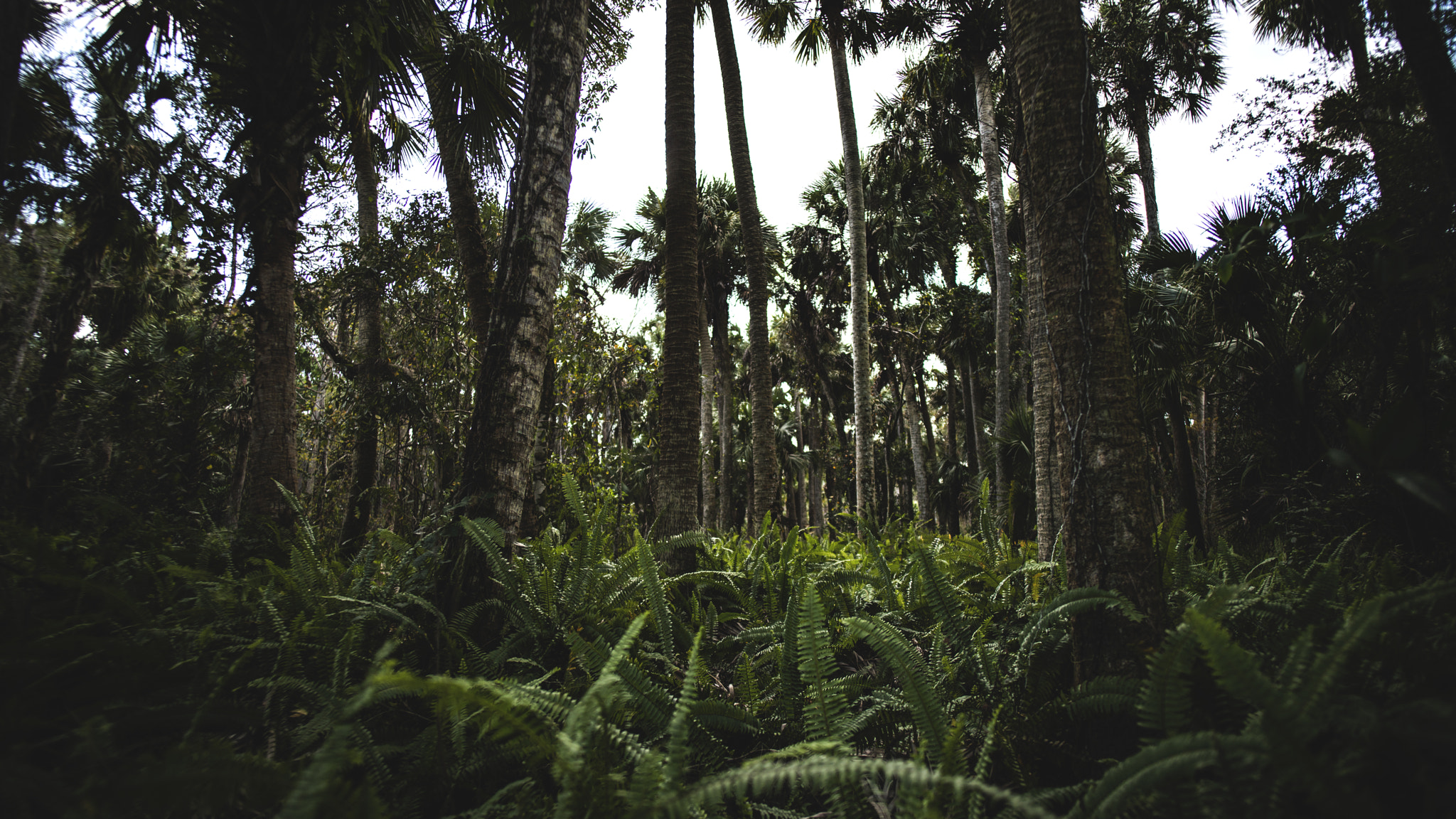 Nikon D800 + Nikon AF-S Nikkor 20mm F1.8G ED sample photo. Ferns photography