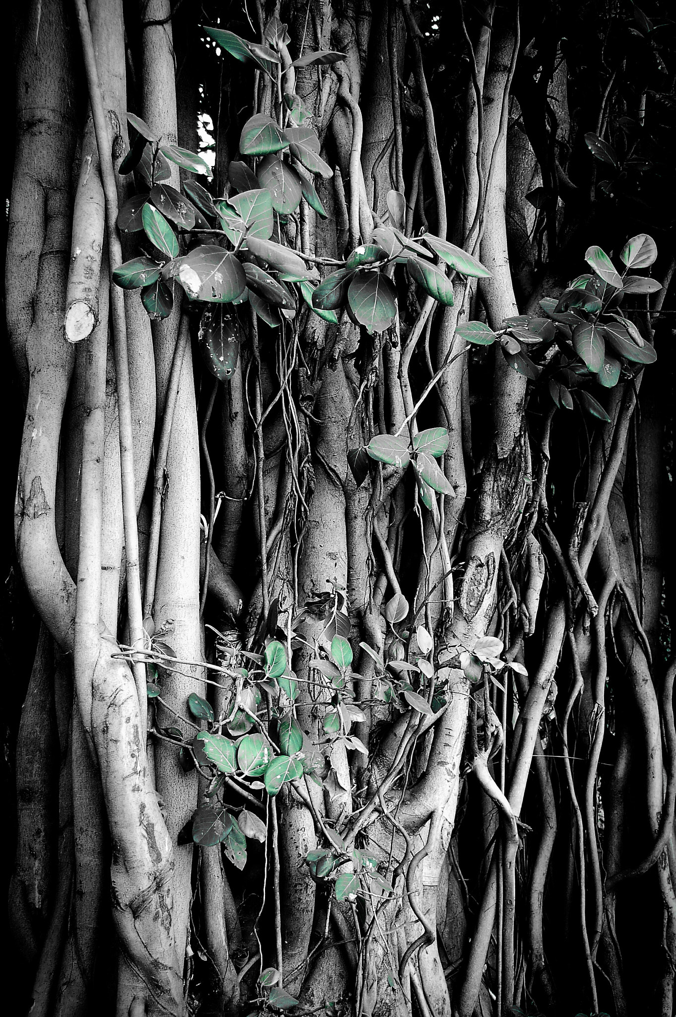 Nikon D50 sample photo. The courtain photography