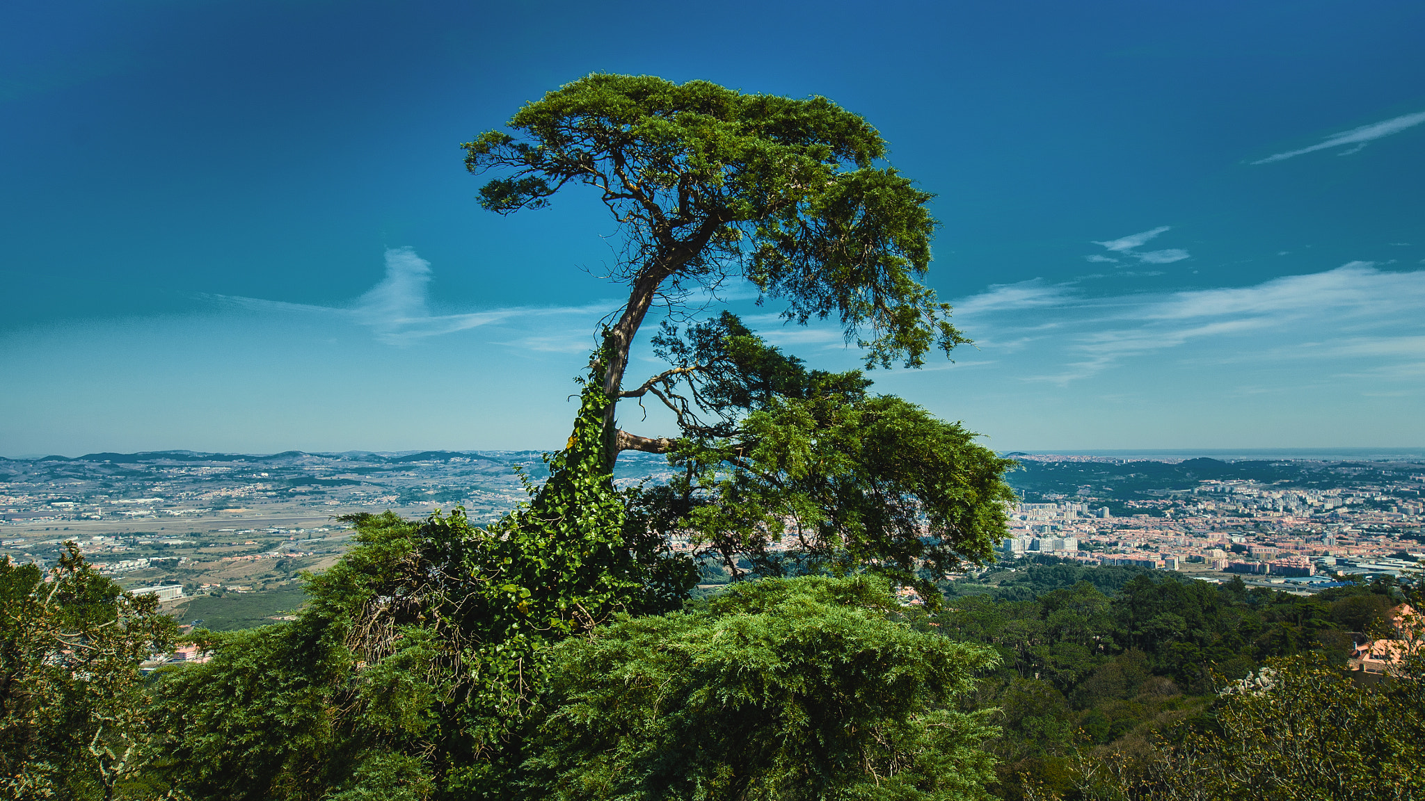 Nikon D5100 + Sigma 10-20mm F3.5 EX DC HSM sample photo. Beautiful tree photography