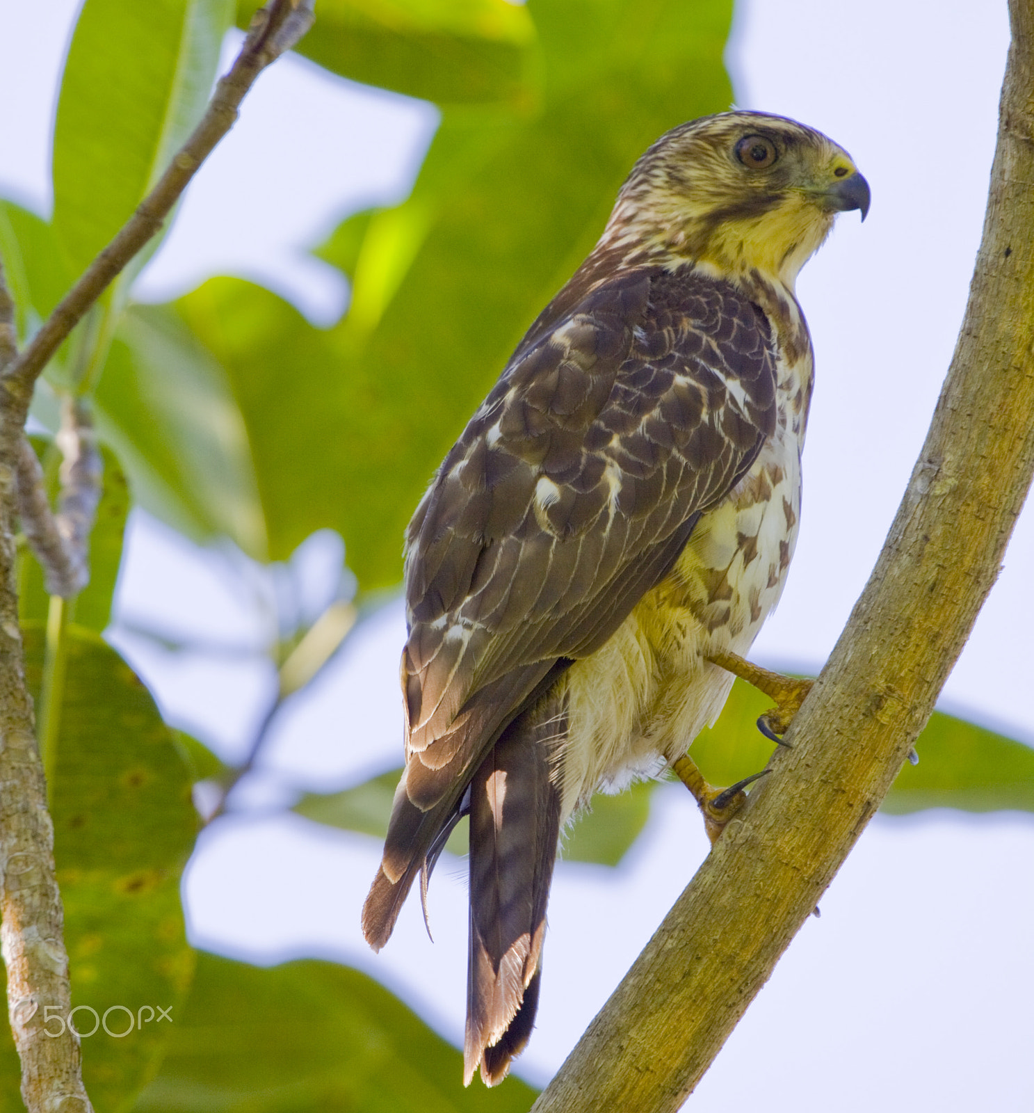 Canon EOS 50D + Canon EF 100-400mm F4.5-5.6L IS USM sample photo. The waiting game photography