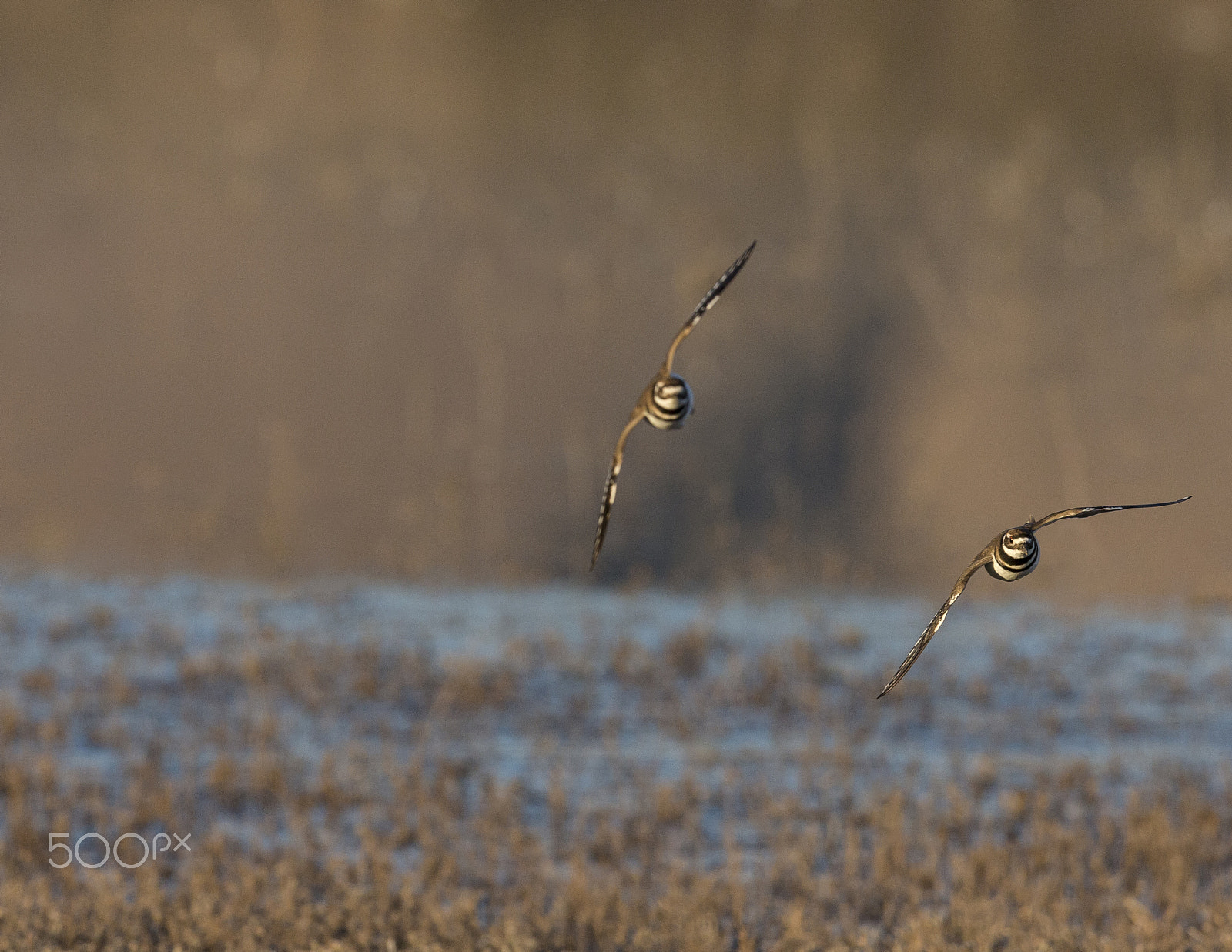 Canon EOS-1D X + Canon EF 600mm F4L IS II USM sample photo. 05 22f 42261 photography