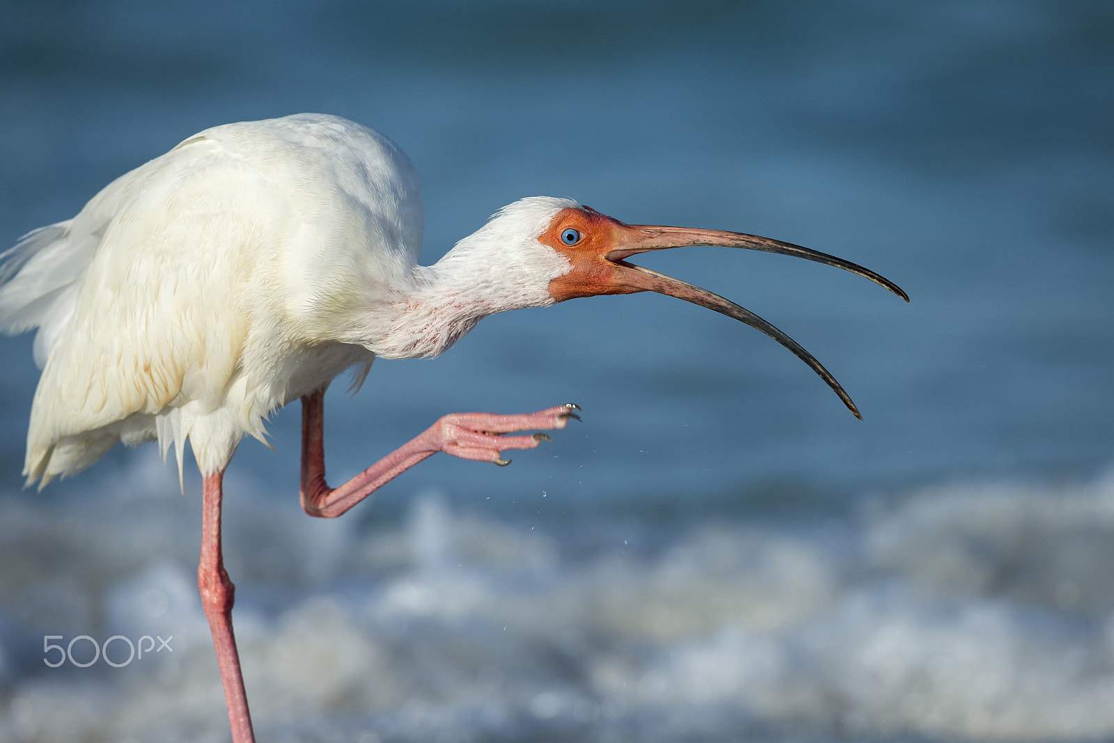 Canon EOS-1D X + Canon EF 800mm F5.6L IS USM sample photo. 05 24e3 38002 photography