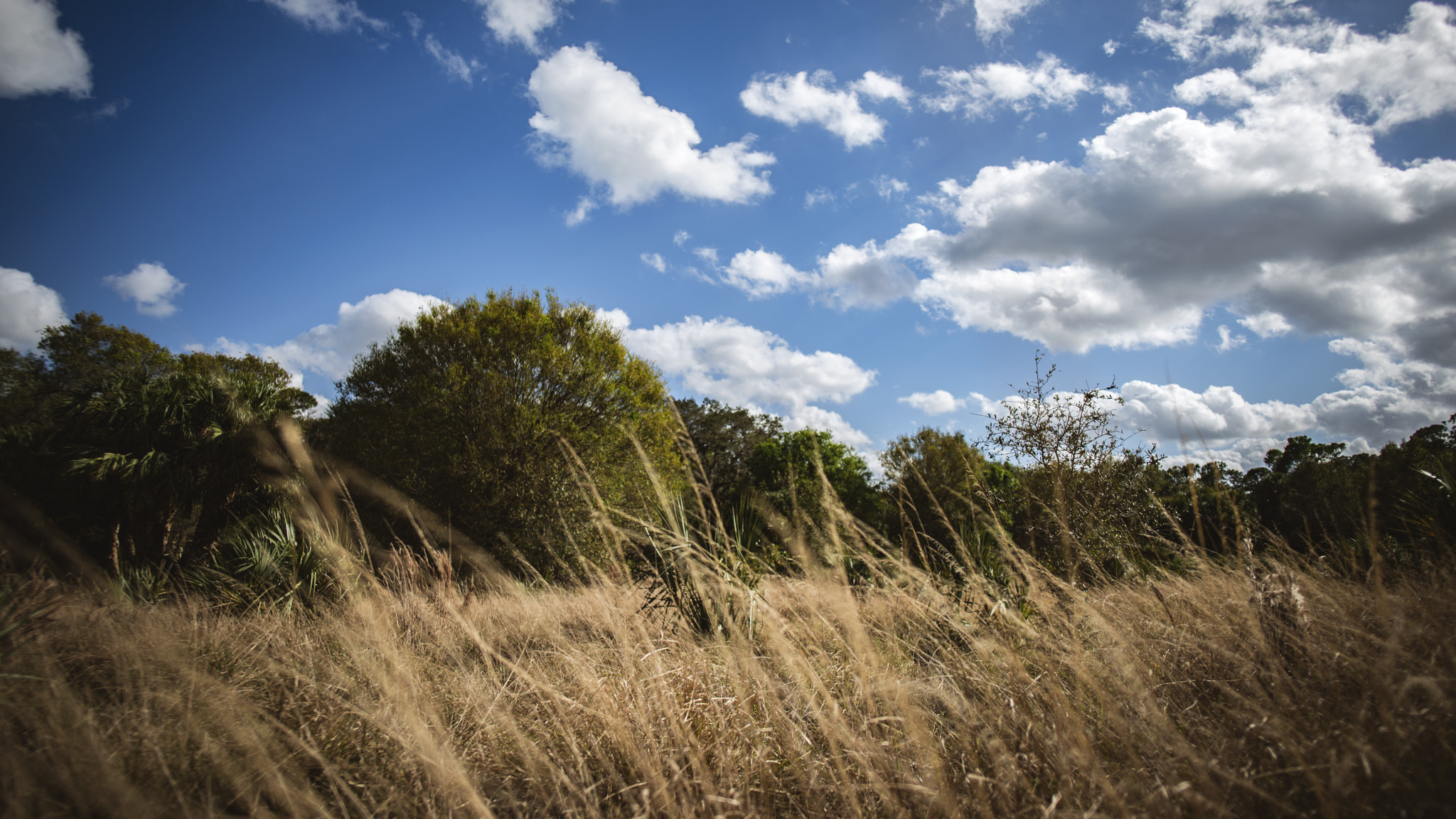 Nikon D800 + Nikon AF-S Nikkor 20mm F1.8G ED sample photo. Floridian fields photography