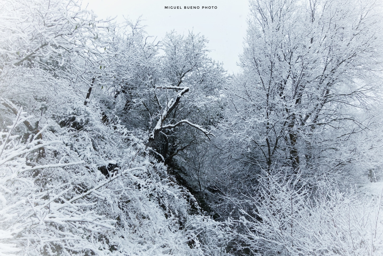 Sony 28-100mm F1.8-4.9 sample photo. Bosque nevado. snowy forest. photography