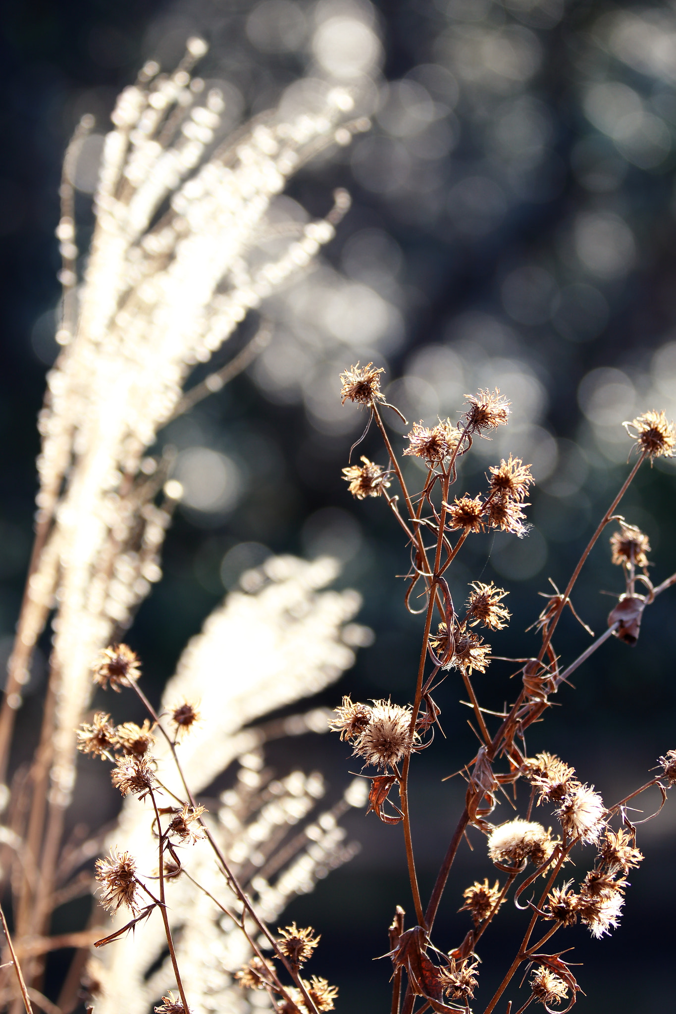 Canon EF 70-200mm F2.8L IS II USM sample photo. Waiting for spring photography