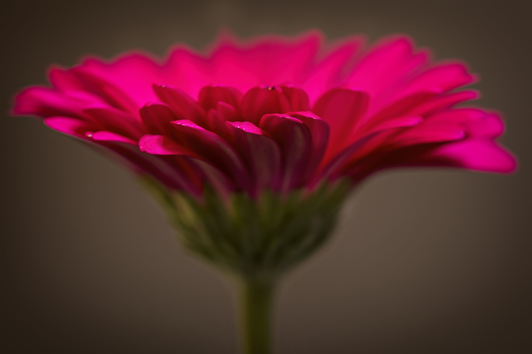 Canon EF 100mm F2.8 Macro USM sample photo. Flora's secret photography