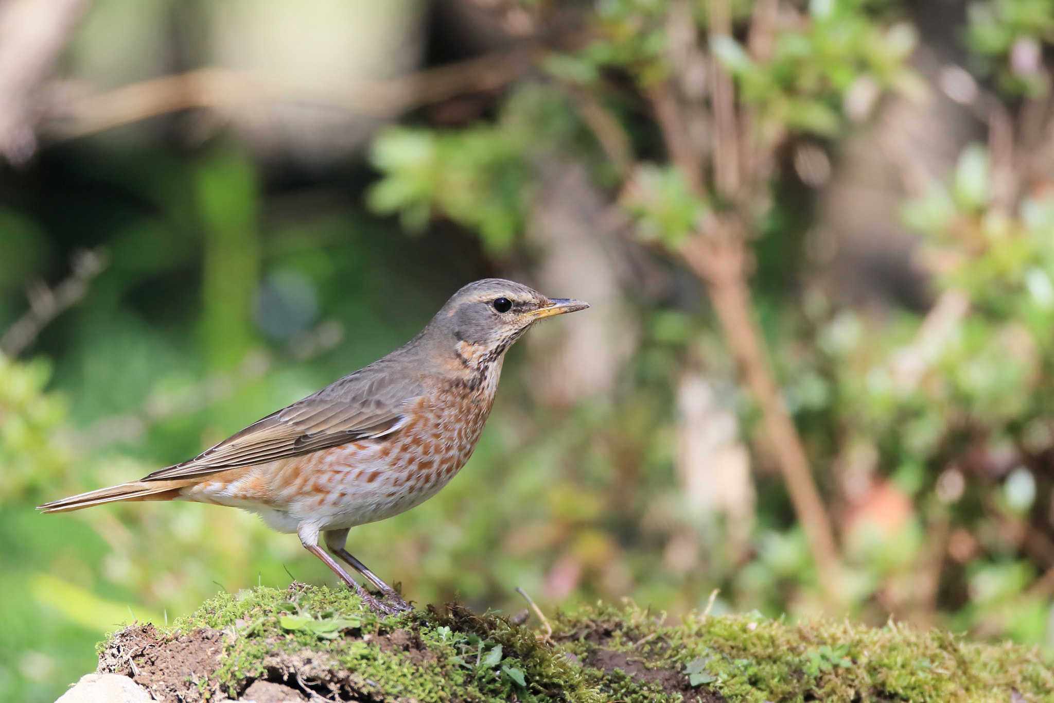 Canon EOS-1D Mark IV sample photo. ハチジョウツグミ naumann's thrush  photography