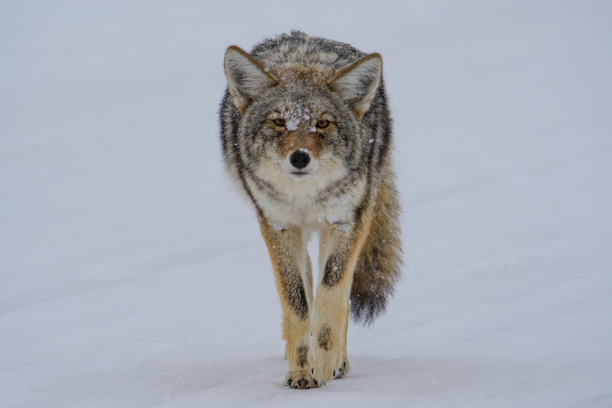 Nikon D500 + Sigma 50mm F2.8 EX DG Macro sample photo. Coyote in snow photography