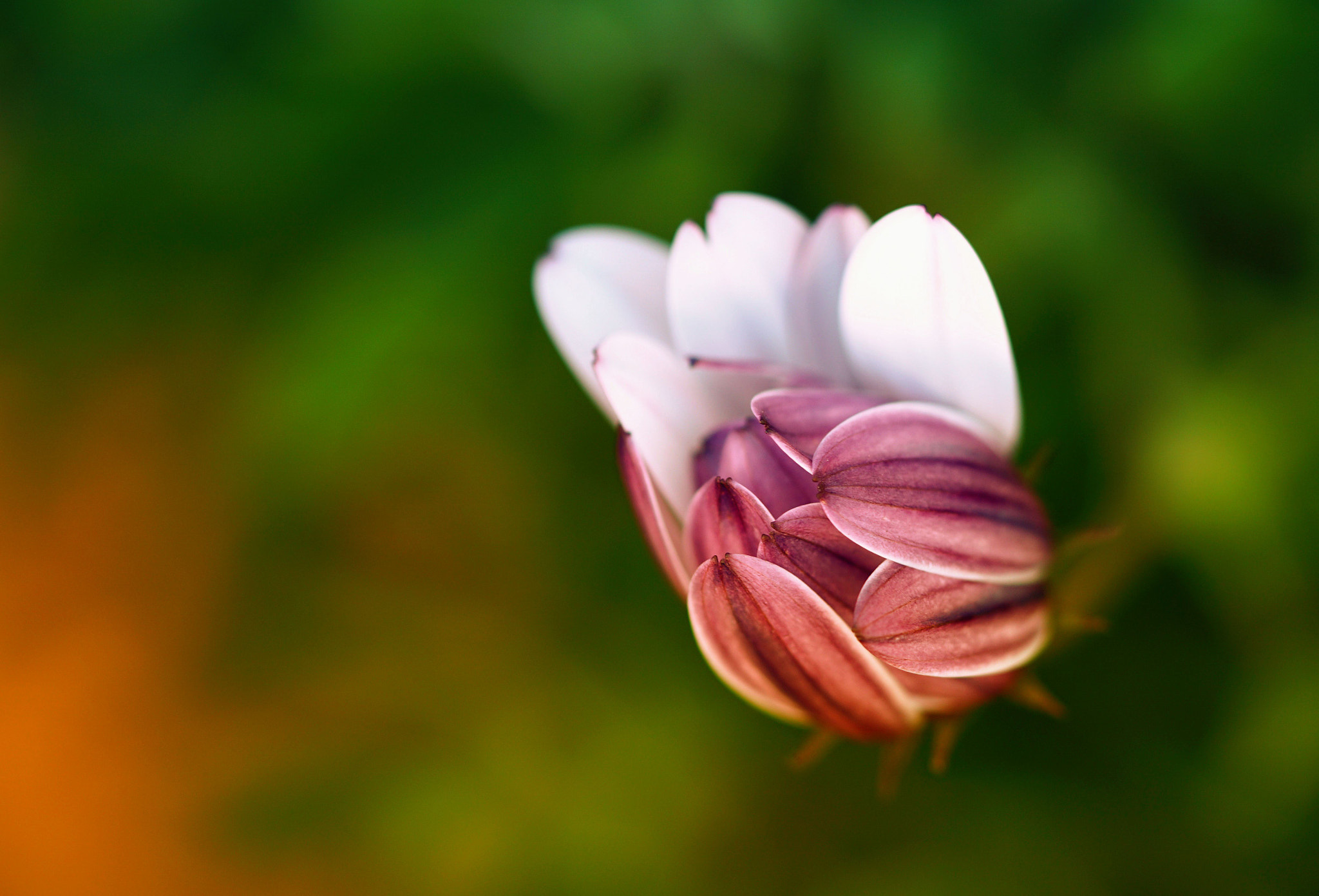 Sony FE 90mm F2.8 Macro G OSS sample photo. In my garden... photography