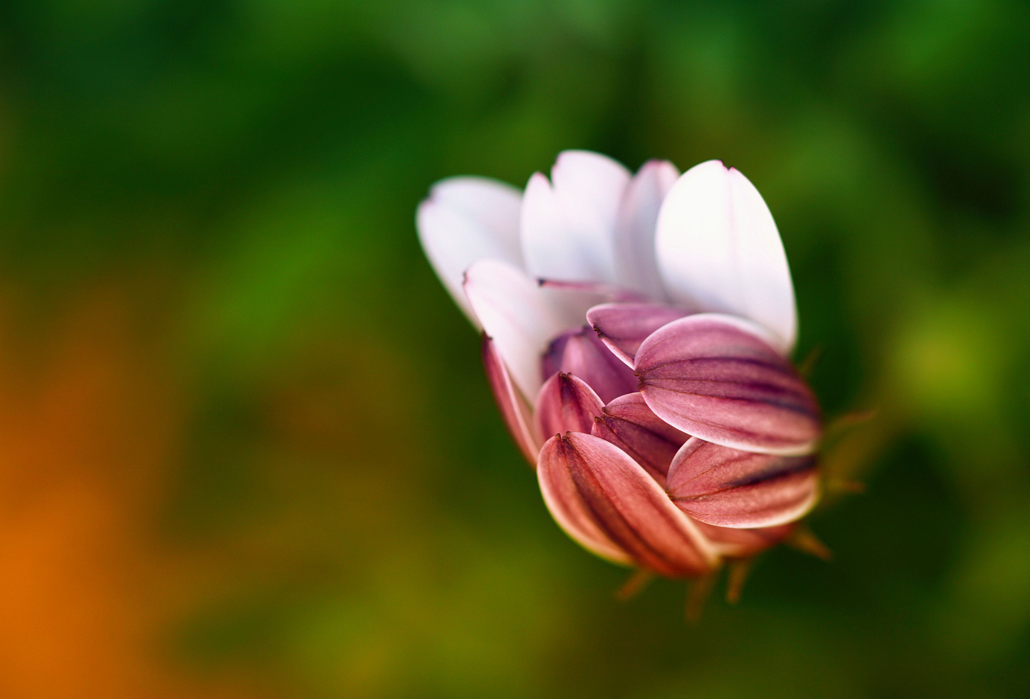 Sony a6000 + Sony FE 90mm F2.8 Macro G OSS sample photo. In my garden... photography