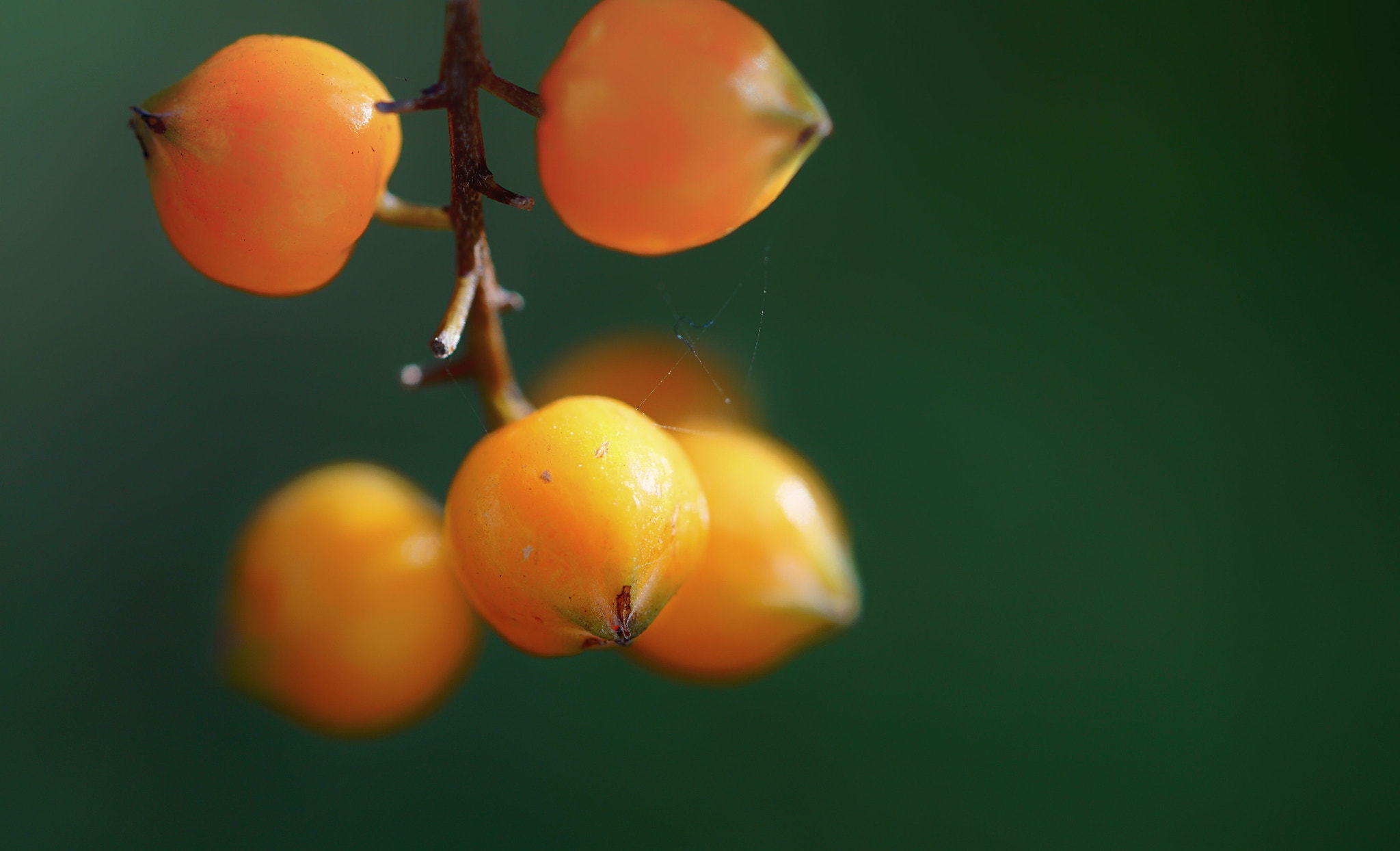 Sony a6000 + Sony FE 90mm F2.8 Macro G OSS sample photo. In my garden (2) photography