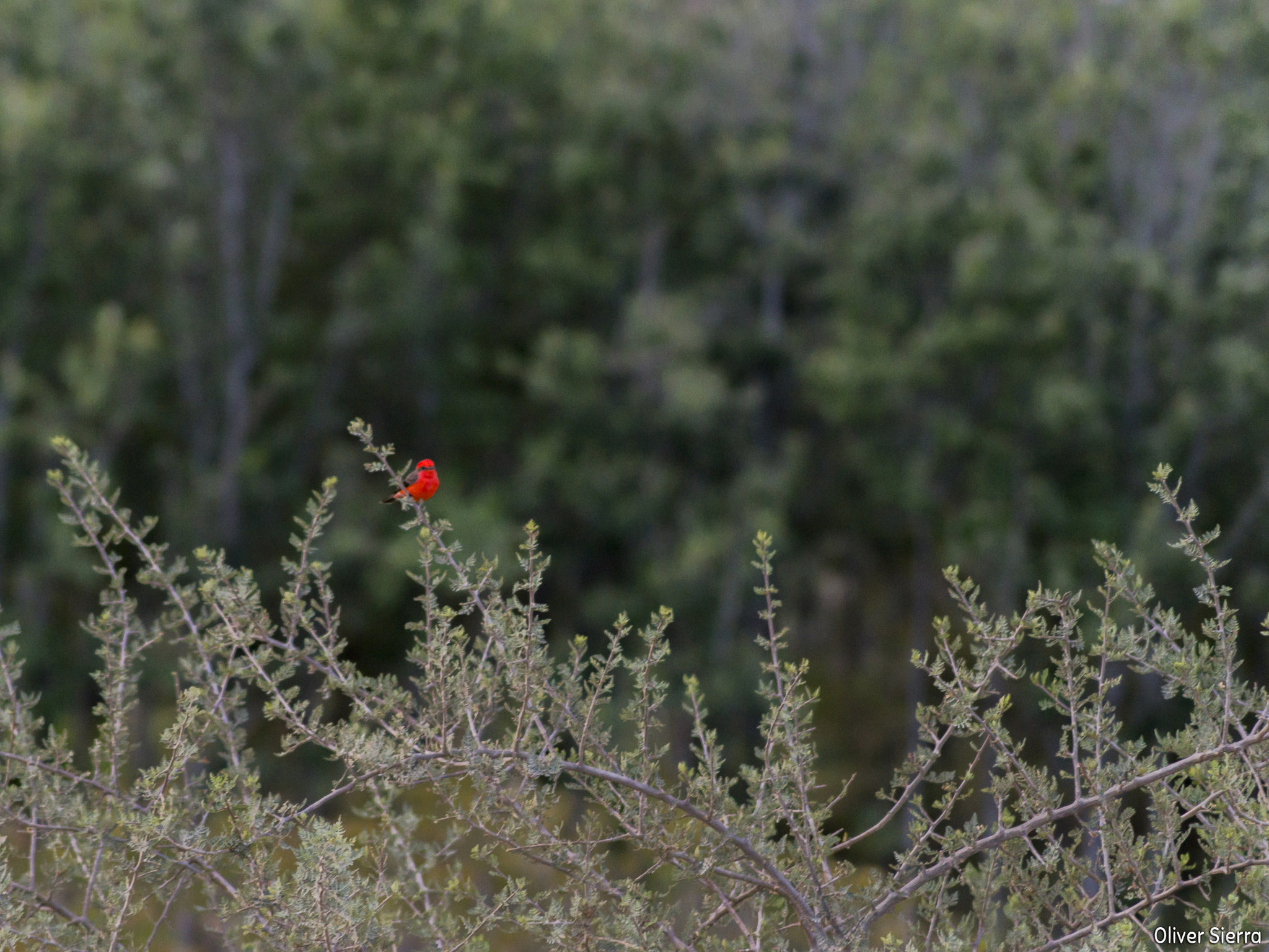 Sony SLT-A58 sample photo. La espera photography