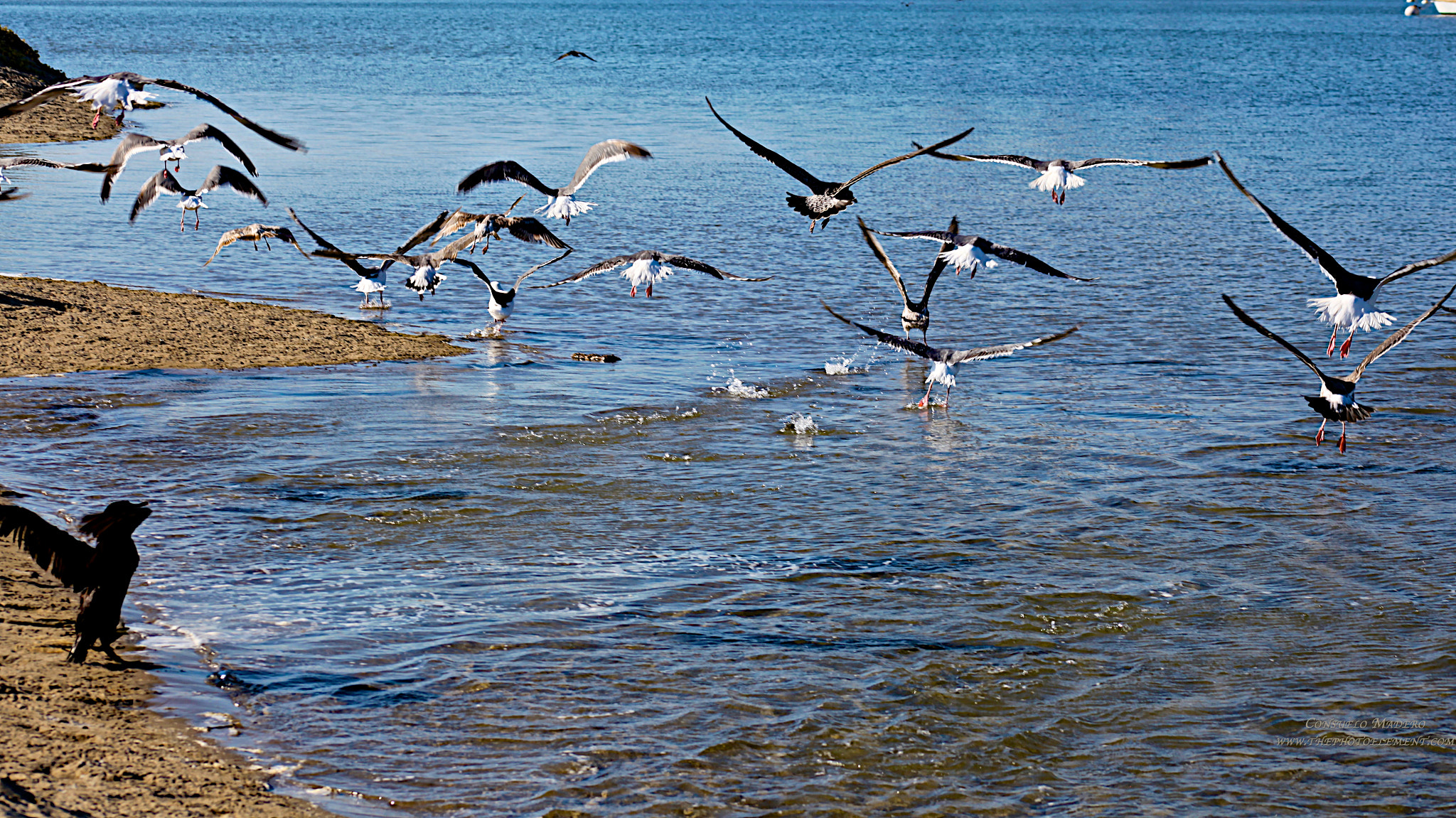 EF75-300mm f/4-5.6 sample photo. Birds of a feather photography