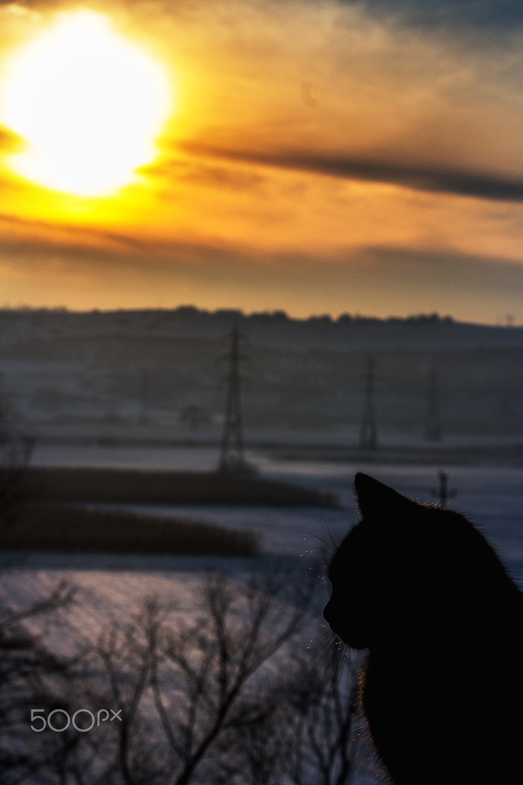 Canon EF-S 55-250mm F4-5.6 IS sample photo. The black cat photography