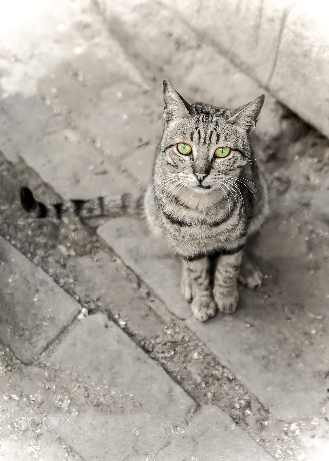 Nikon D7200 sample photo. Cat looking to me in old street photography