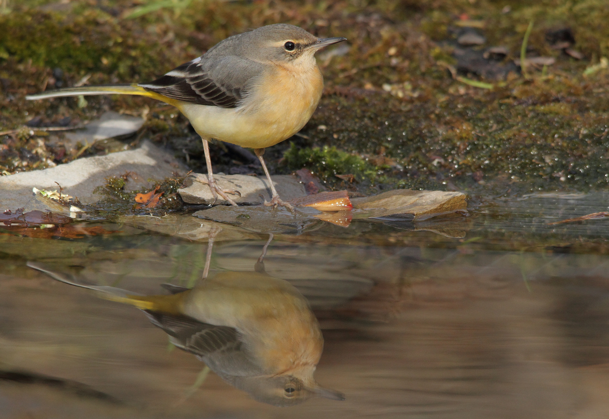 Canon EOS 7D sample photo. Grey wagtail, ballerina gialla photography