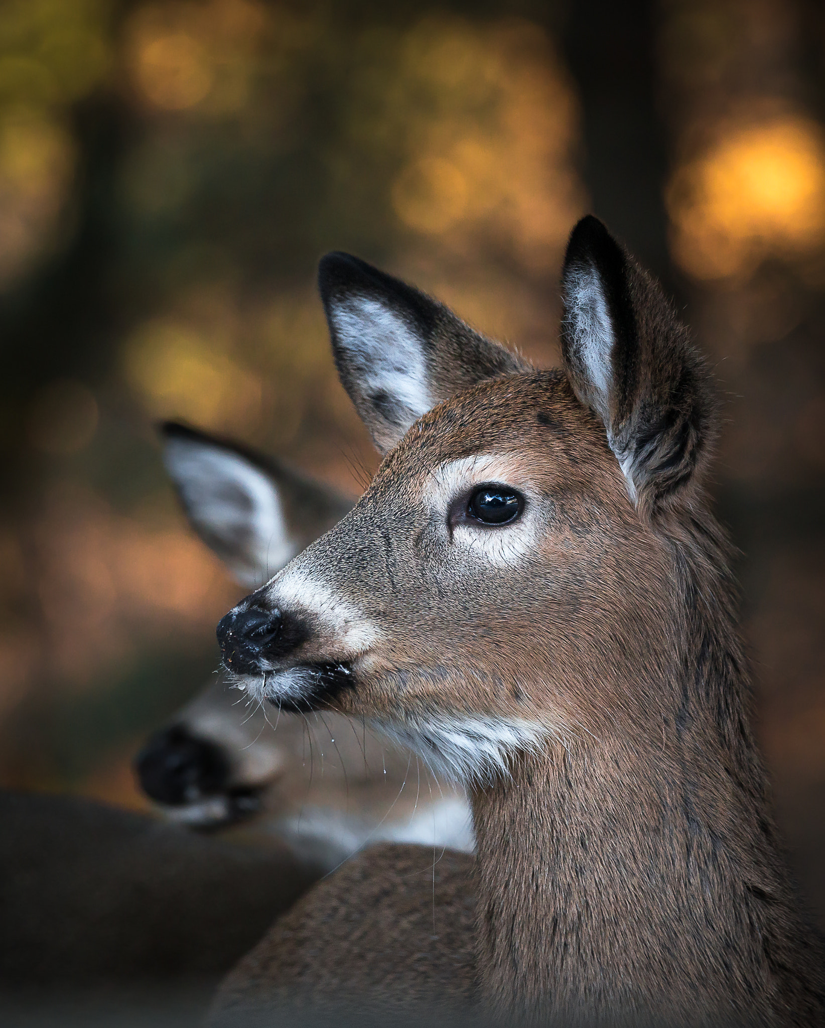 Sony a99 II + Sony 70-400mm F4-5.6 G SSM II sample photo. Seeing double photography