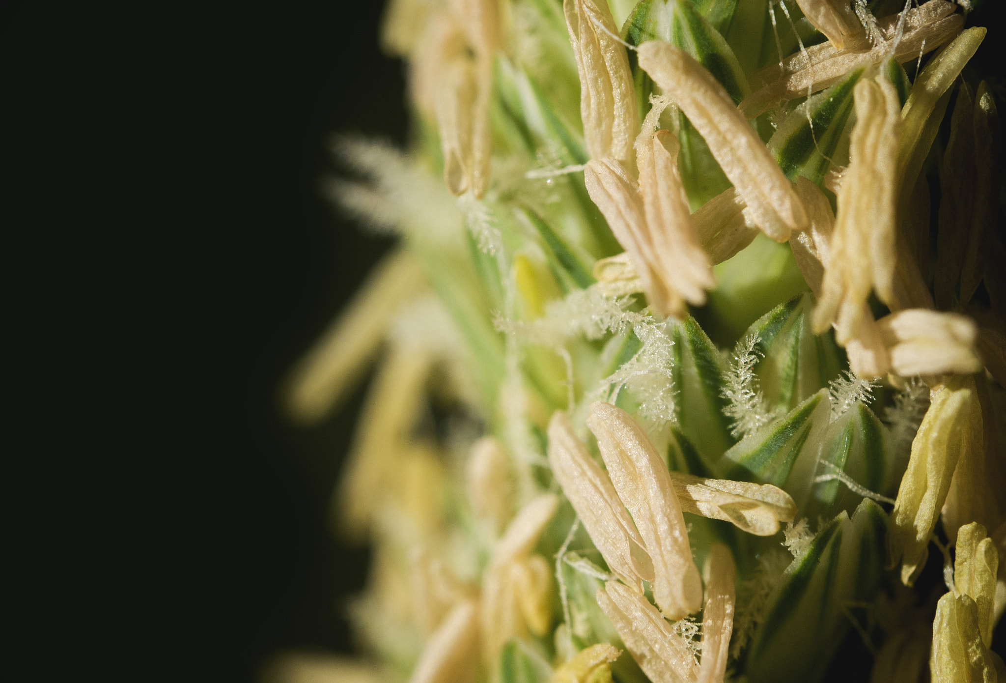 Olympus M.Zuiko Digital ED 60mm F2.8 Macro sample photo. Grass seeds photography