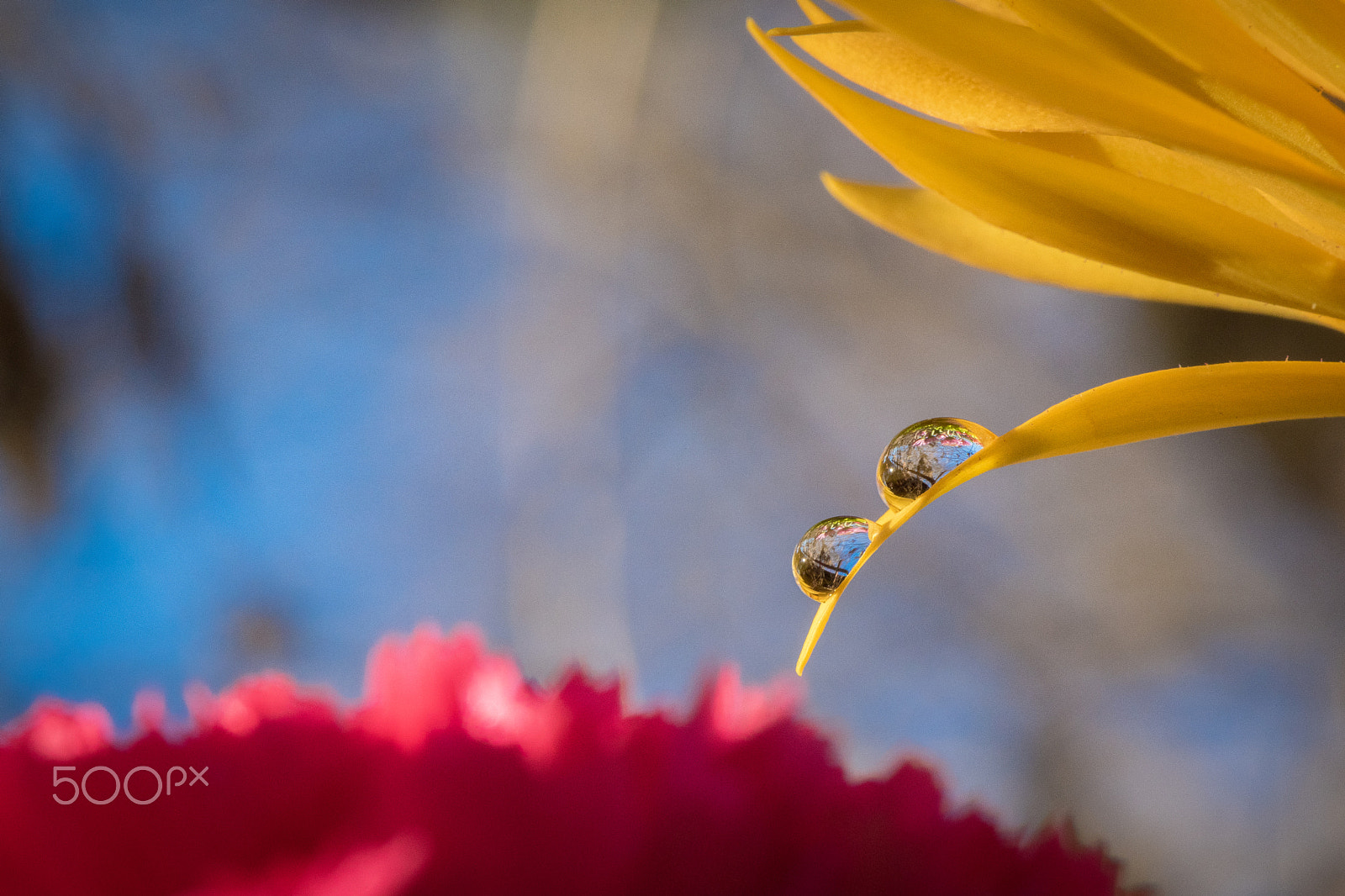 Nikon AF-S DX Micro-Nikkor 85mm F3.5G ED VR sample photo. Flower drop photography
