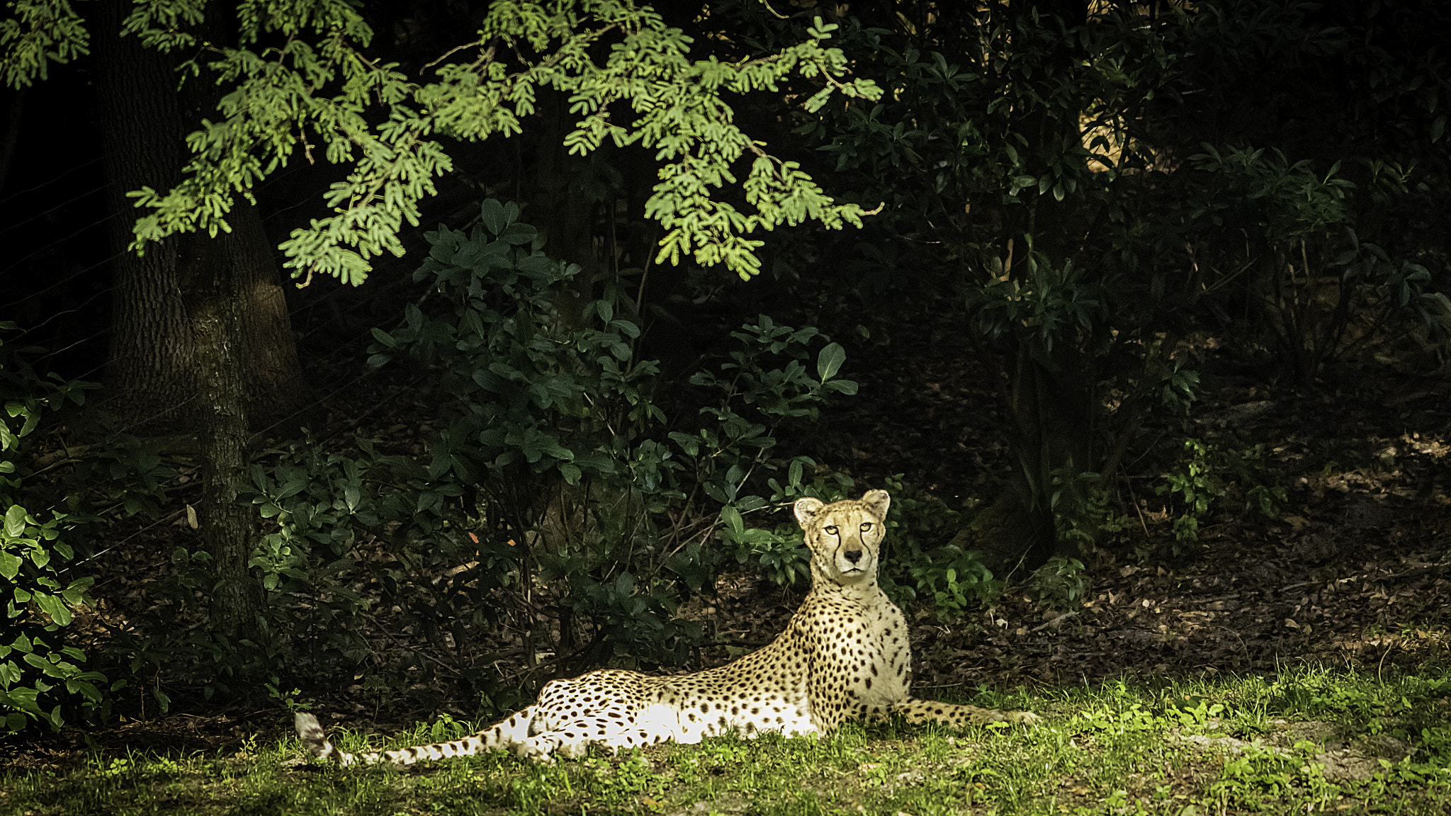 Canon EOS 7D Mark II sample photo. Male cheetah from animal kingdom photography