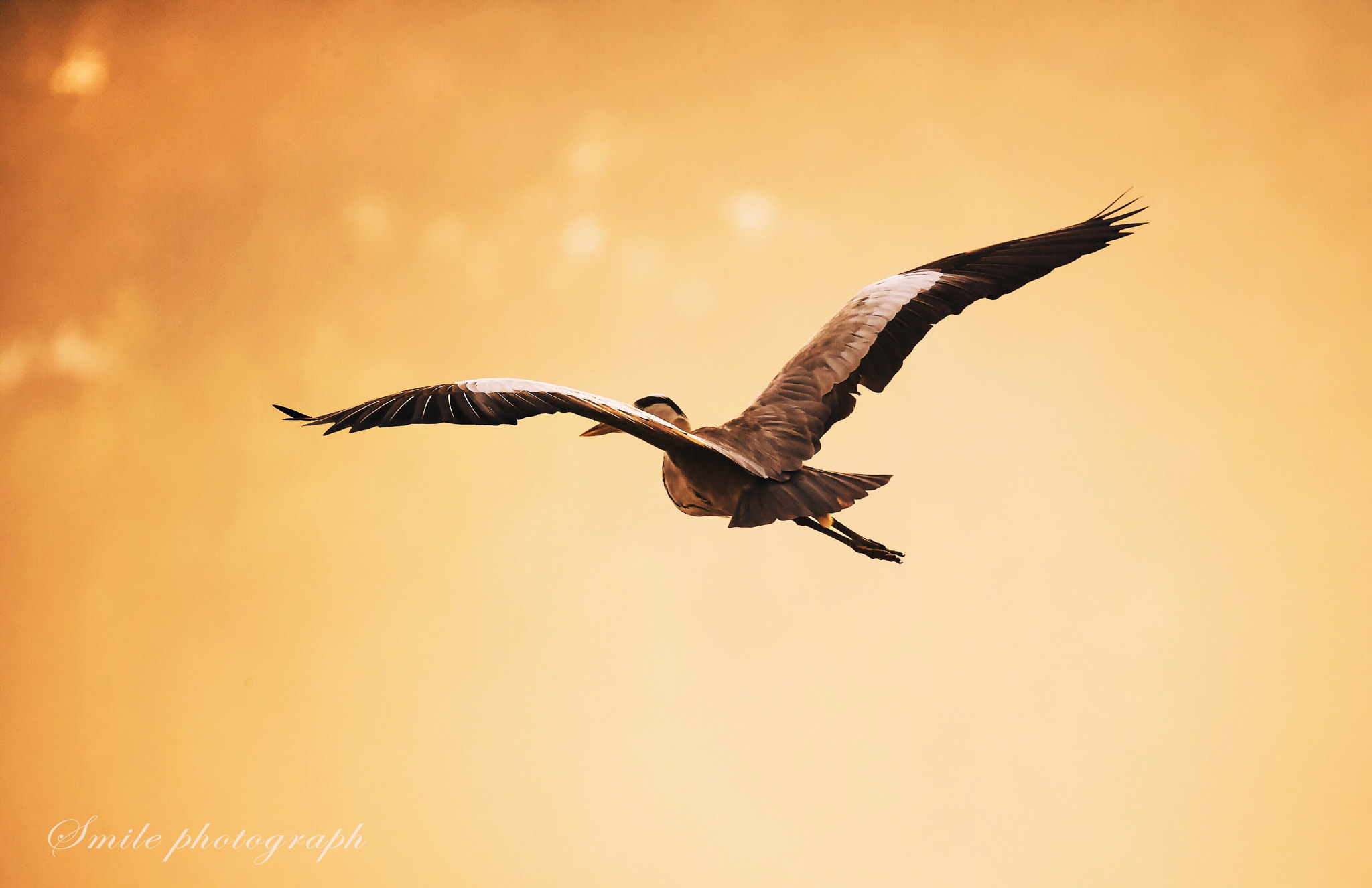Sigma 150-600mm F5-6.3 DG OS HSM | C sample photo