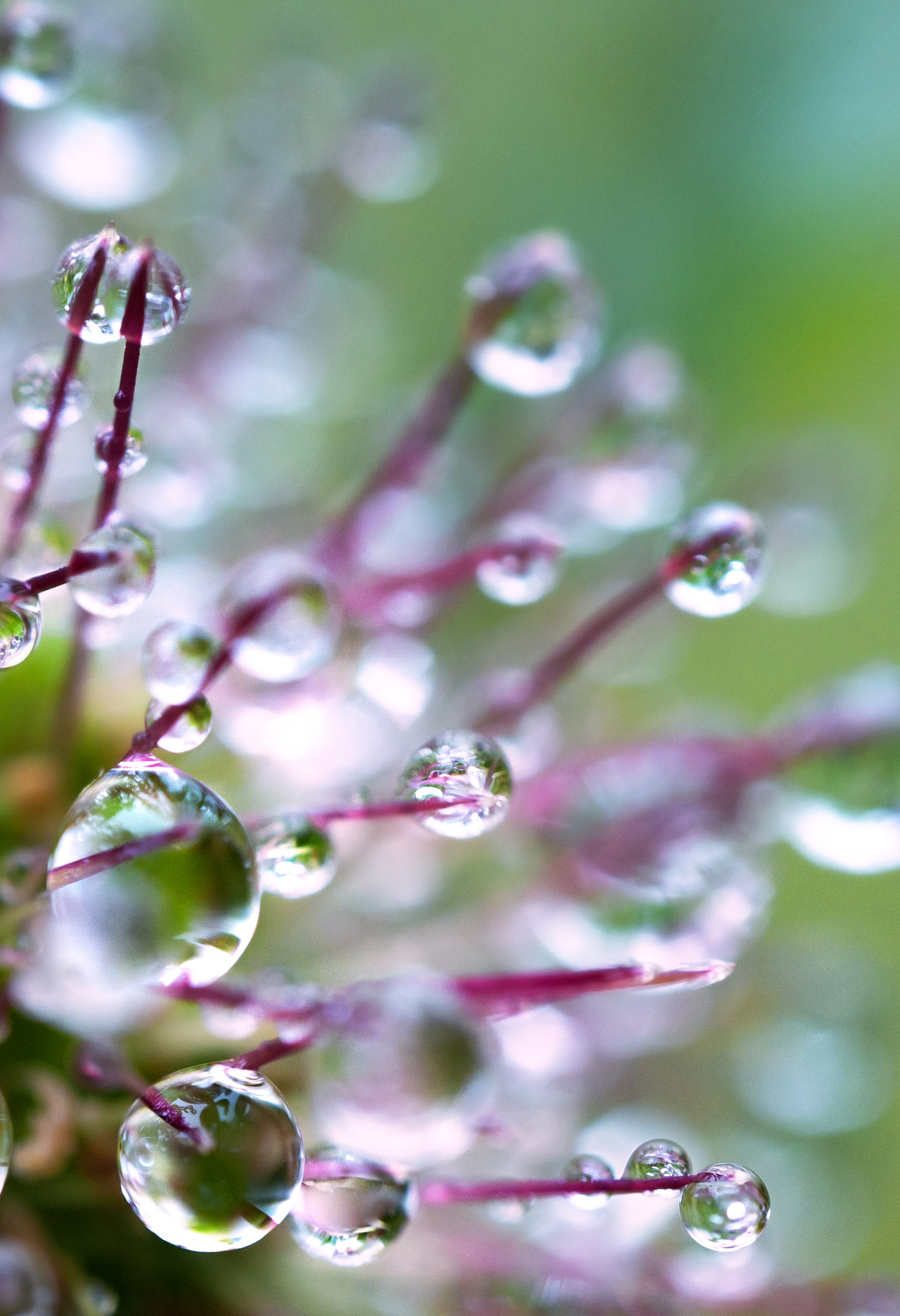 Olympus M.Zuiko Digital ED 60mm F2.8 Macro sample photo. Water droplets photography