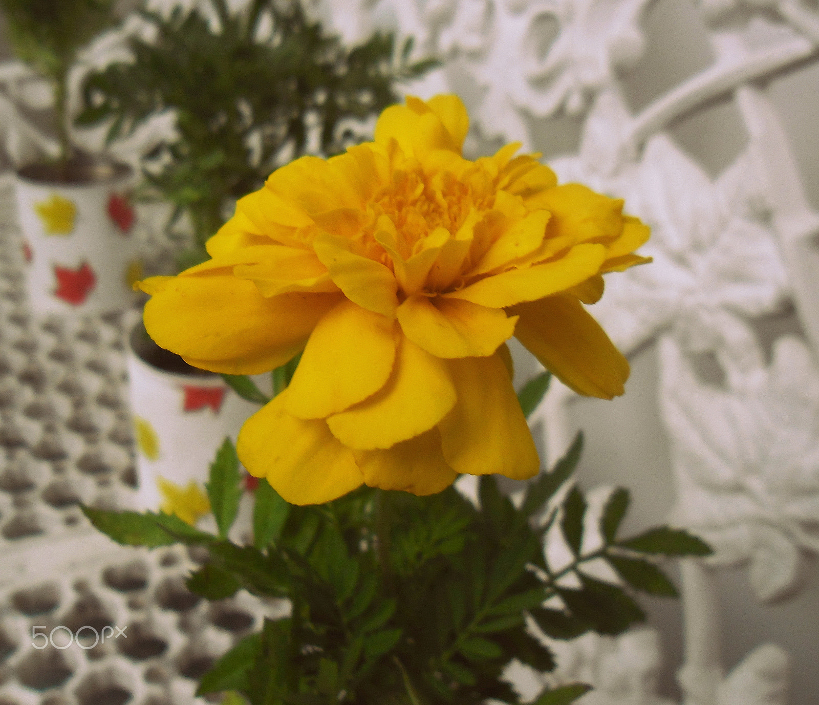 Samsung ES80/ ES81 sample photo. Tagete detalle photography