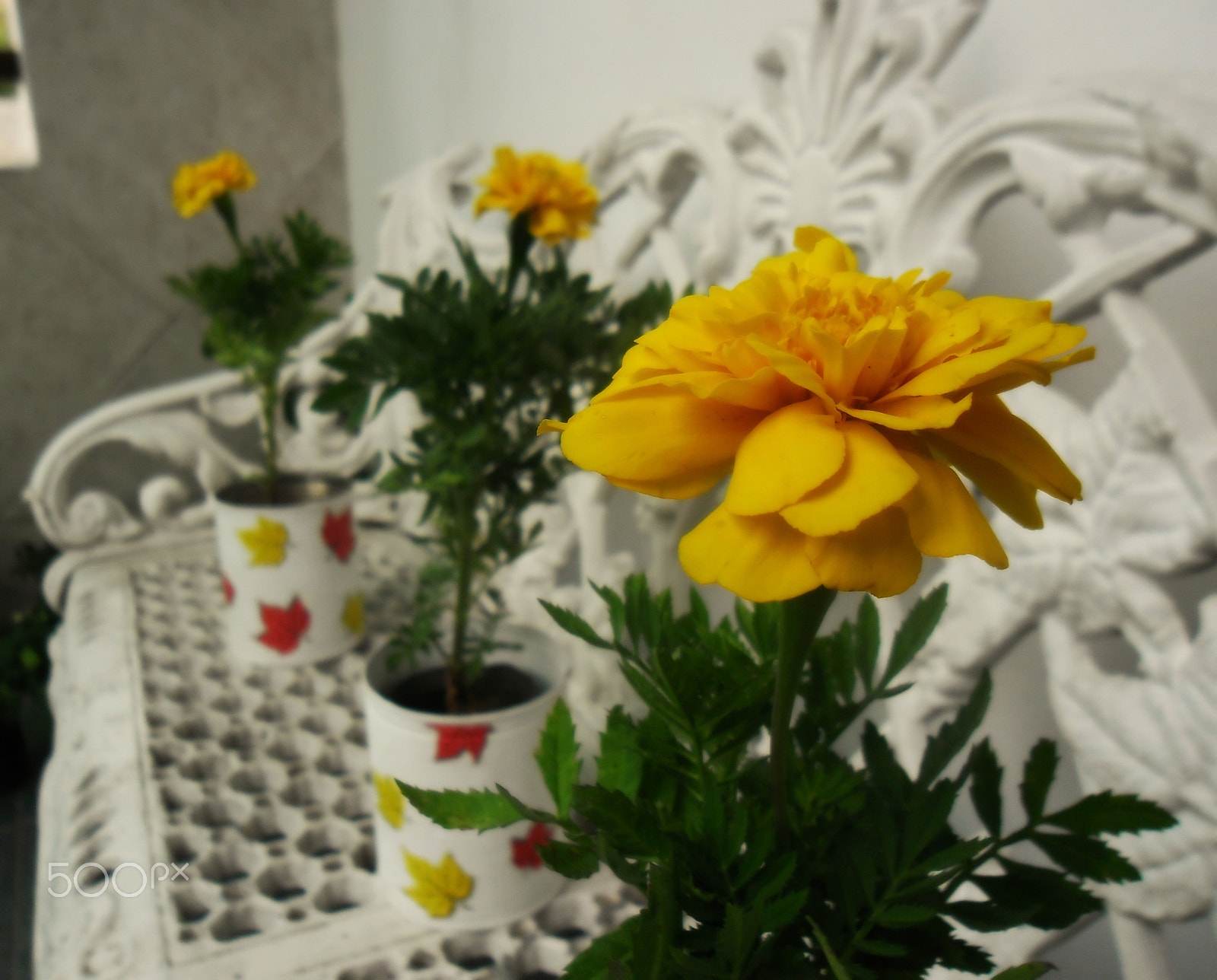 Samsung ES80/ ES81 sample photo. Tagetes amarillos photography