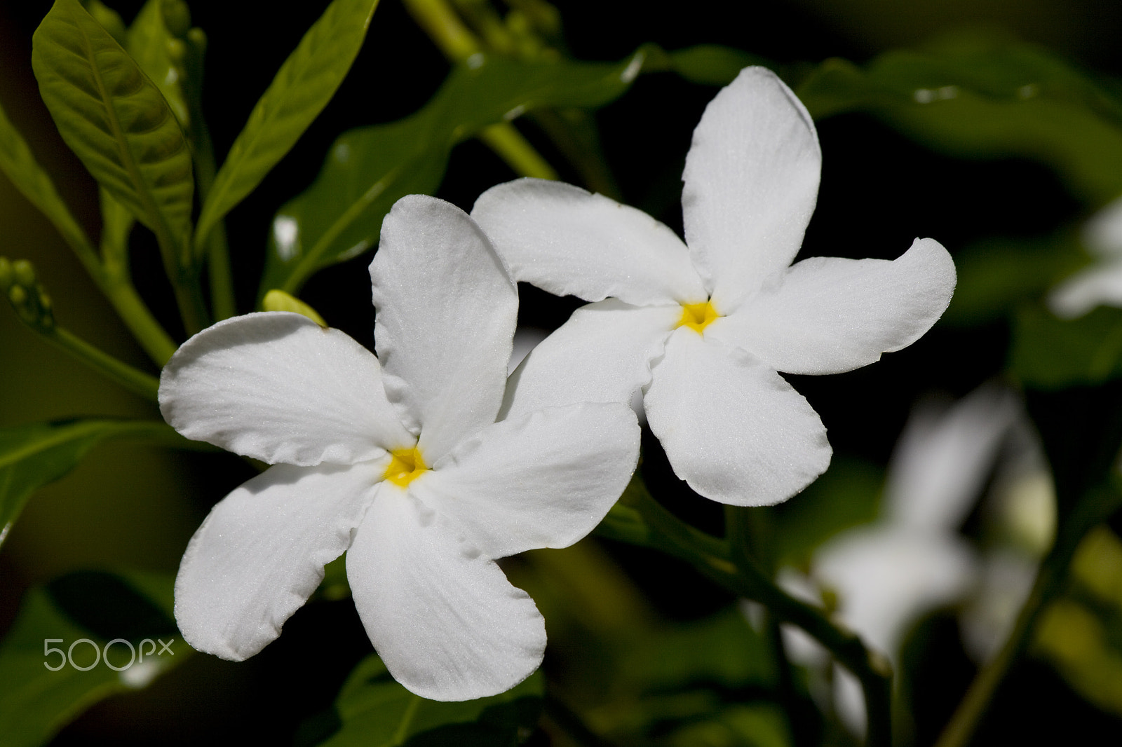 Canon EF 100-400mm F4.5-5.6L IS USM sample photo. Twins photography