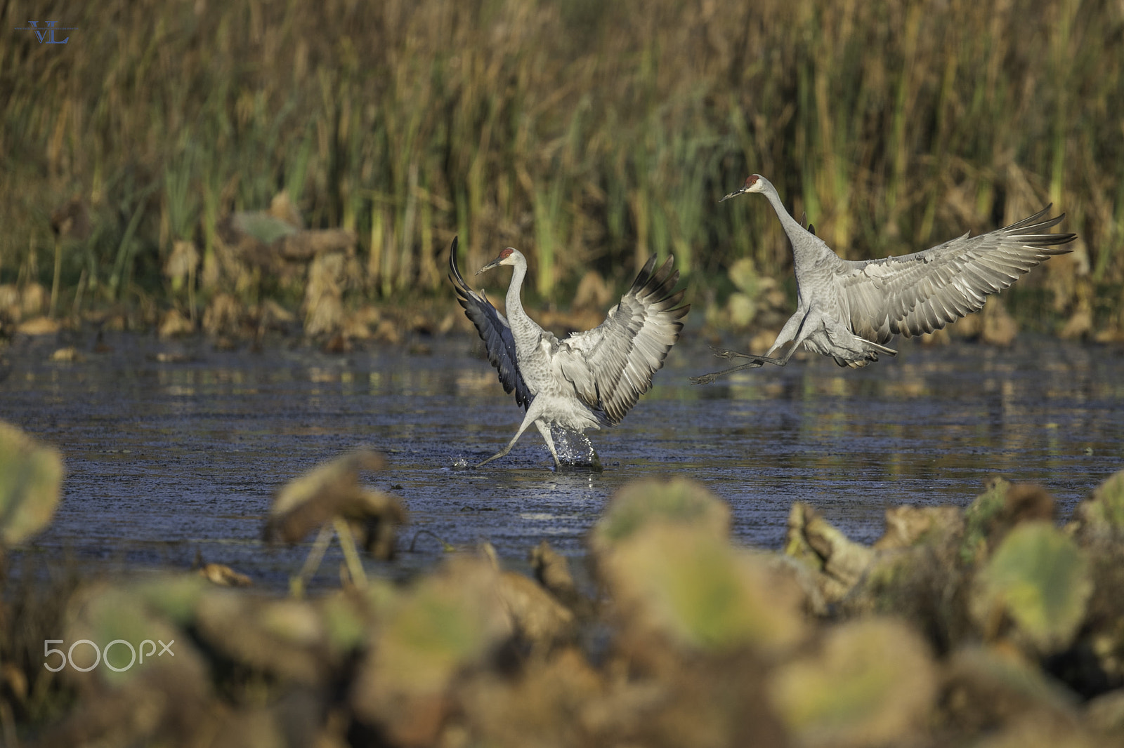 Canon EOS-1D X Mark II + Canon EF 600mm F4L IS II USM sample photo. Sandhill crane photography