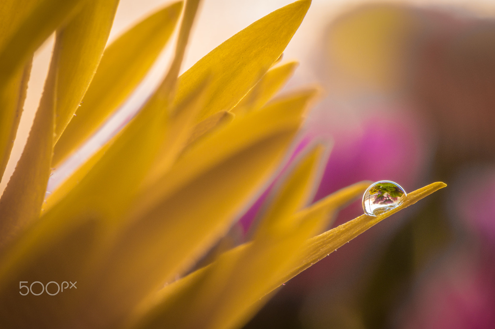 Nikon AF-S DX Micro-Nikkor 85mm F3.5G ED VR sample photo. Flower drop photography